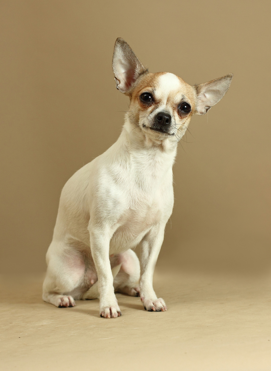 墨西哥吉娃娃犬,是一种小巧可爱的犬种,它们拥有大眼睛,直立的耳朵和