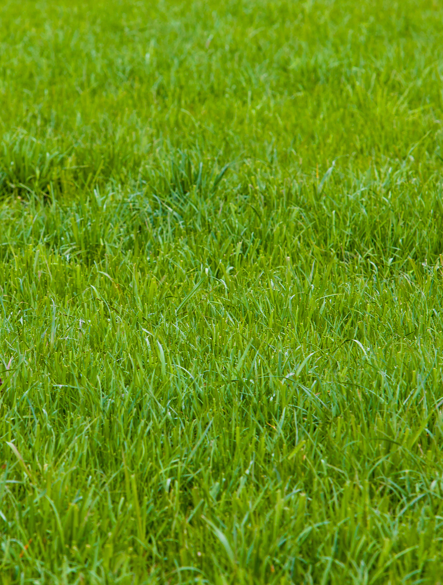 [原文:四季青草籽优缺点有哪些]