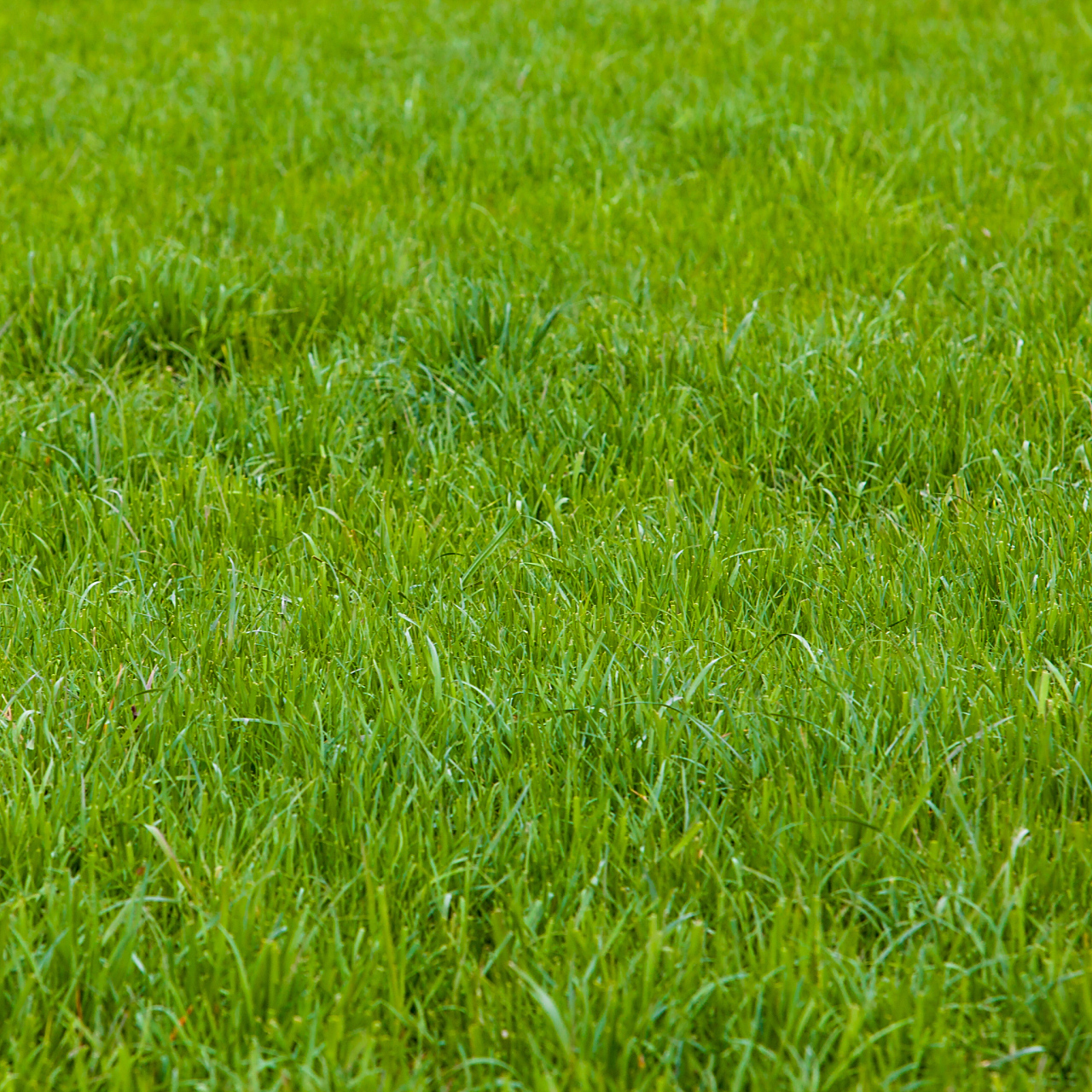 每种草坪种子都有其独特的特性,适用于不同的环境和气候条件