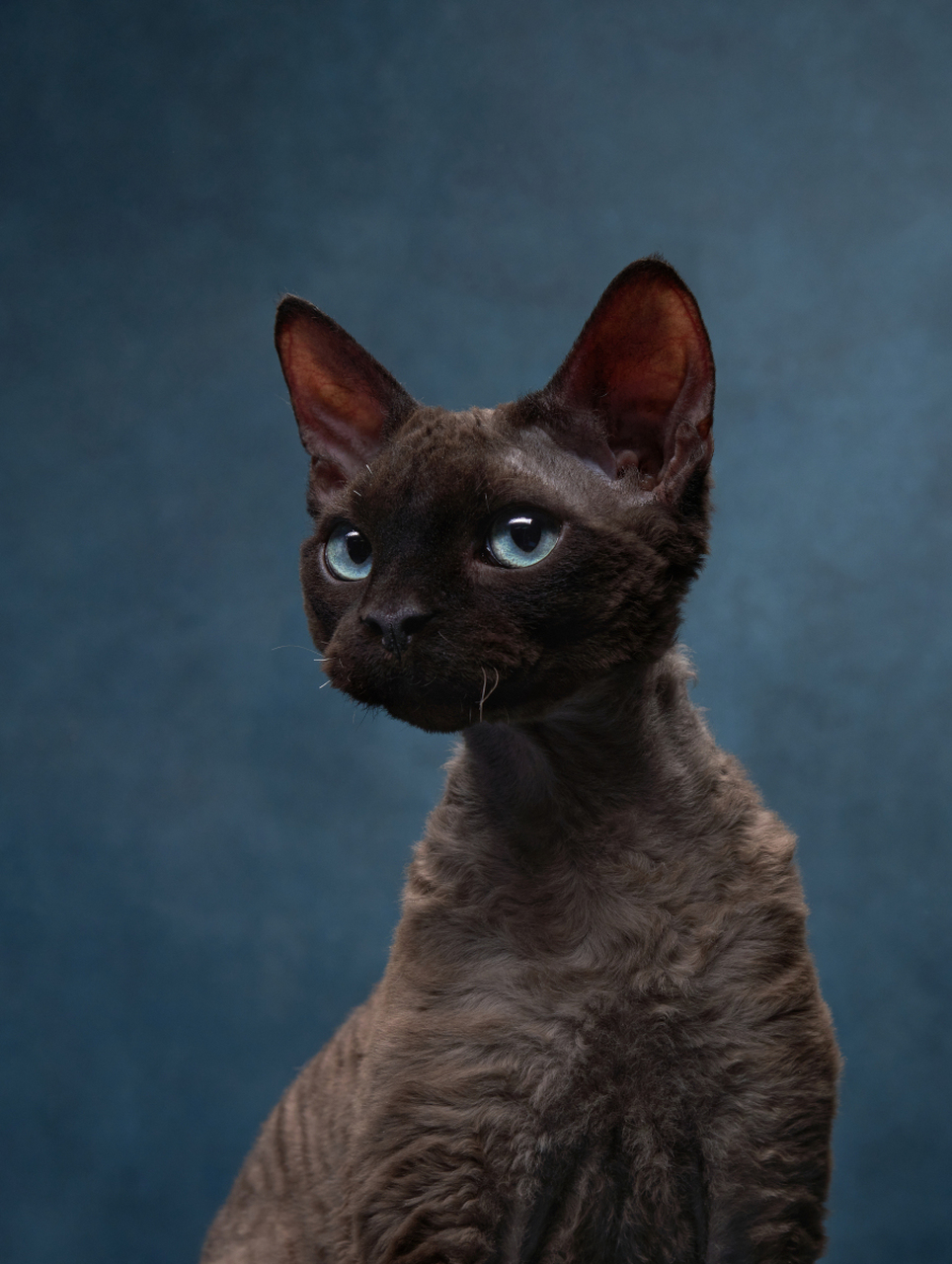 常见的黑色猫品种有英国短毛猫,苏格兰折耳猫和阿比西尼亚猫.