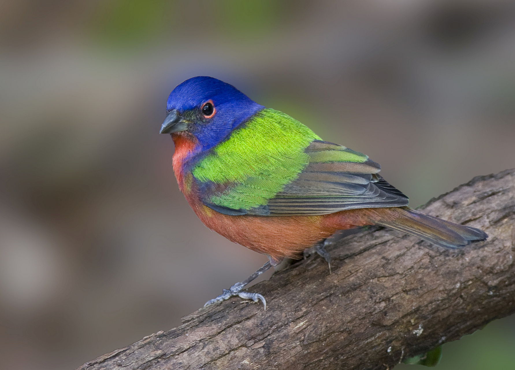 七彩文鸟是一种美丽的鸟类,其羽毛以黑色和白色为主,间以红色,黄色