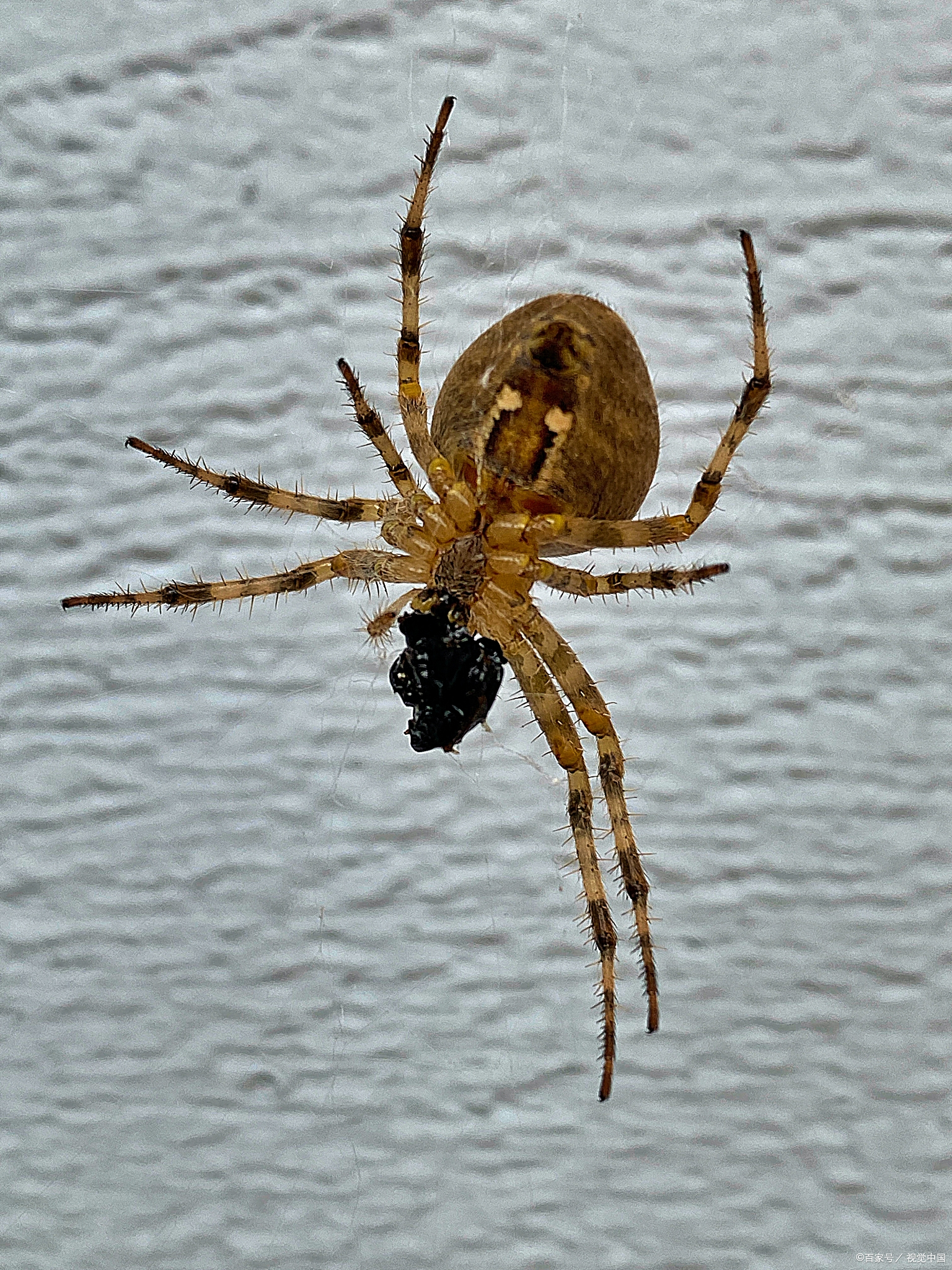 然而,除了这些广为人知的特点外,蜘蛛脚上还隐藏着一个令人惊叹的可爱