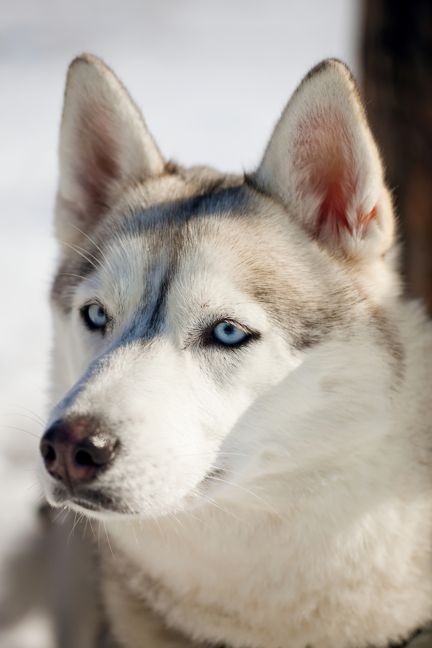 哈士奇雪橇犬图片图片