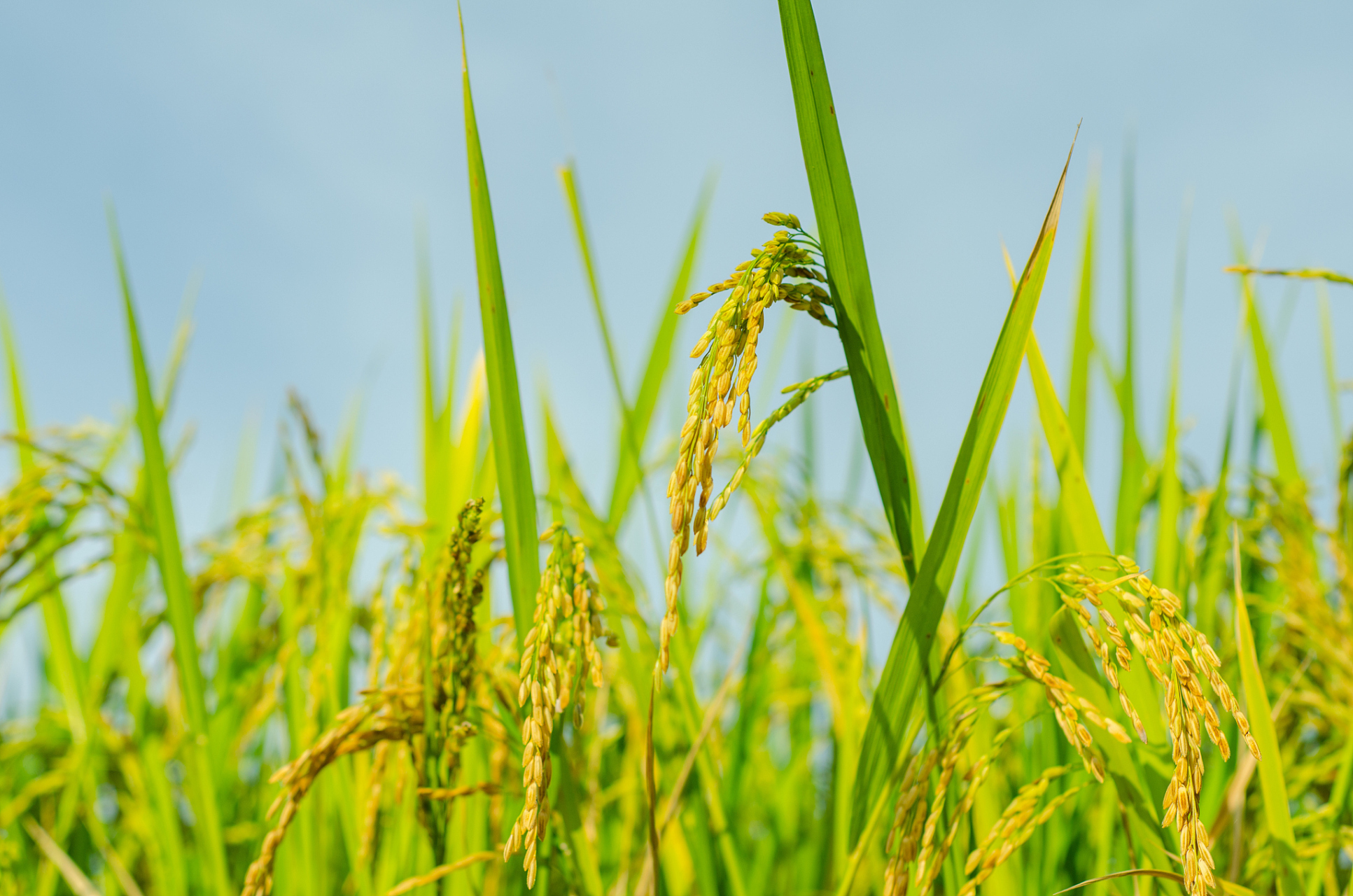 河姆渡稻谷是中国最早的人工栽培稻谷,改变了中国栽培水稻从印度引进