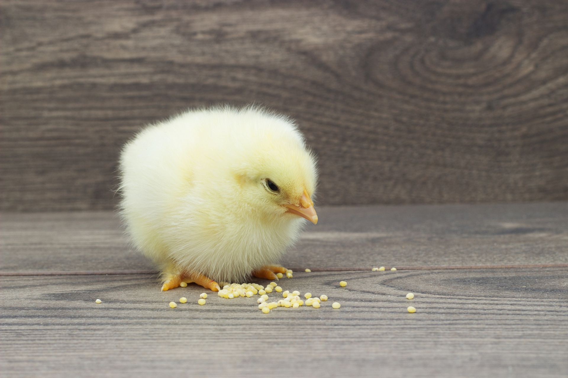 [原文:小鸡饿了的表现?小机密!