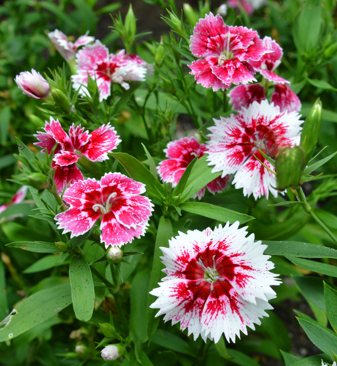 石竹——坚韧与美丽的共存者 石竹,一种看似普通却蕴含深厚内涵的花卉