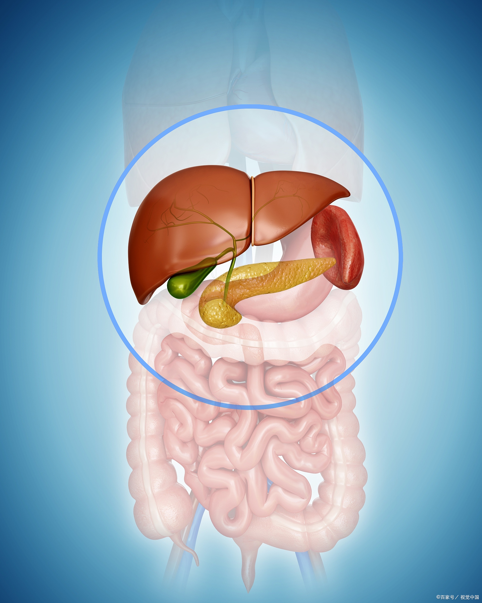 它像"血库"一样,能在人体安静时储存血液,运动或失血时释放血液以维持