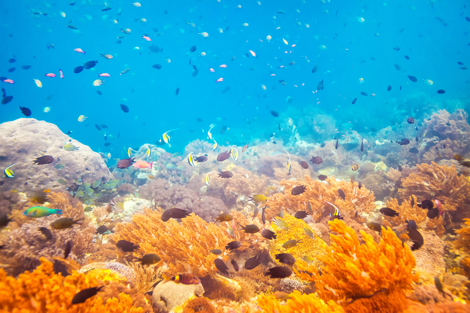 神秘生物照片海底图片