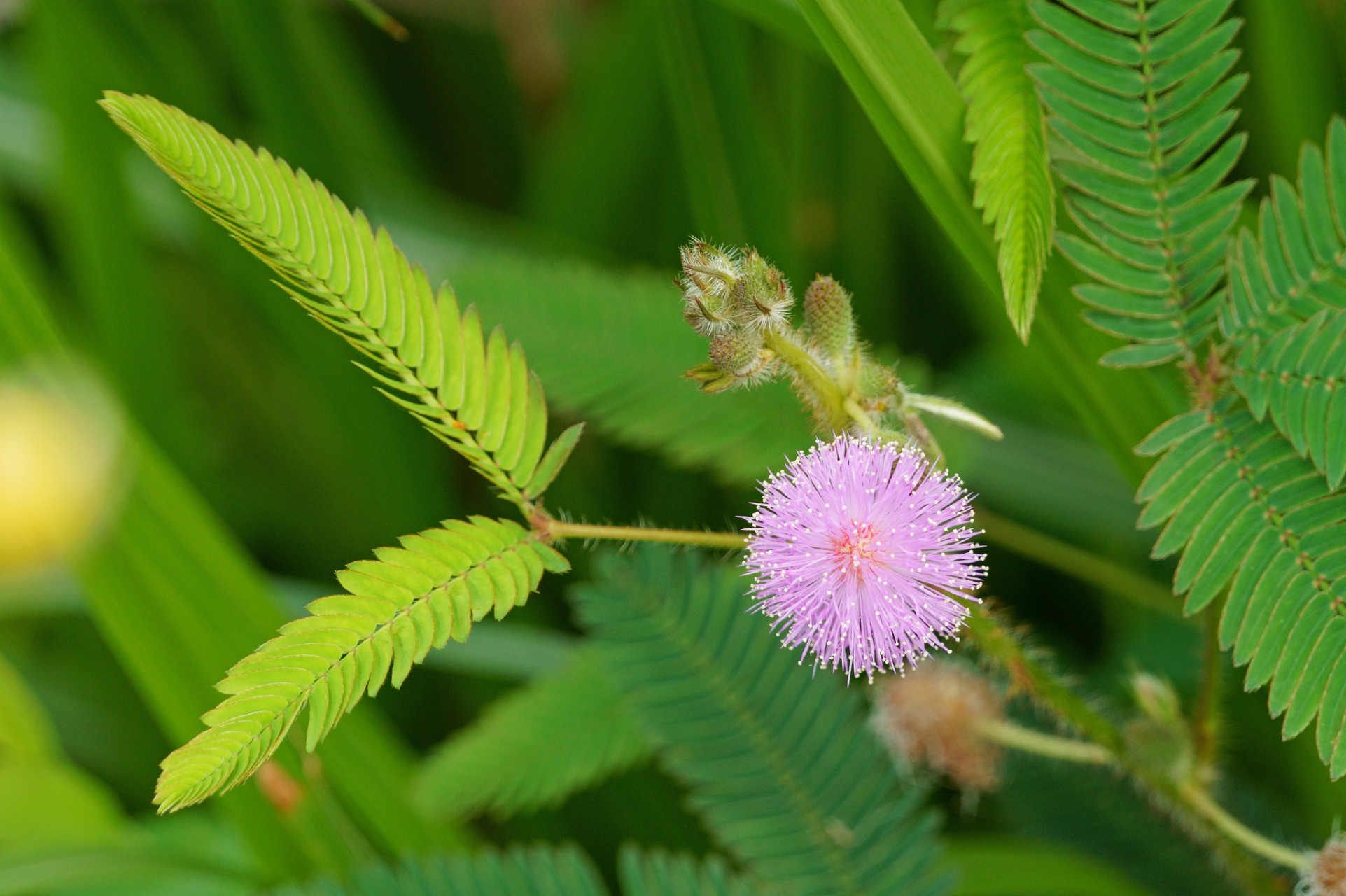 动态创作月# #盆景# 养护盆景:这5种花别养在家里之含羞草 含羞草是
