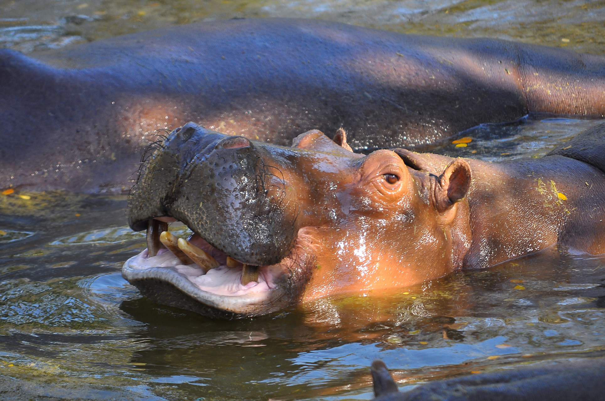 快来看看吧,河马的外形特点是吻宽嘴大,四肢短粗,躯体像个粗圆桶.
