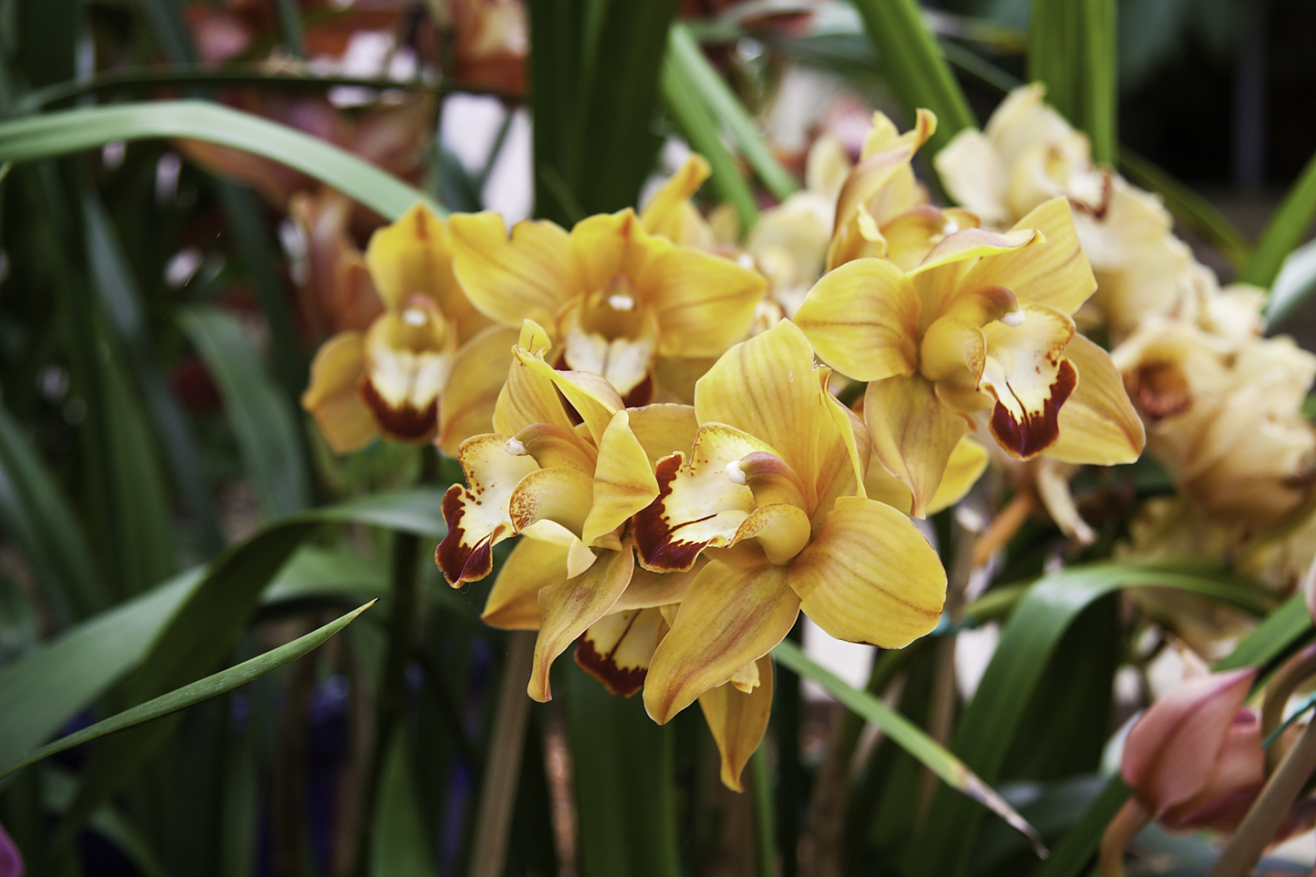 大叶蕙兰花# #花# #花卉绿植# #大熊猫和花# #兰花种植