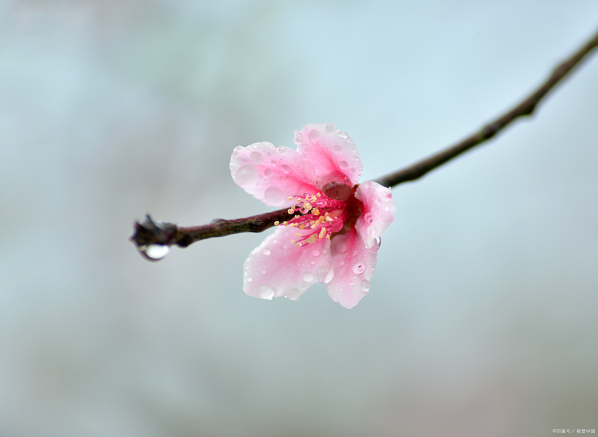 雨水节气赏析孟郊的春雨后