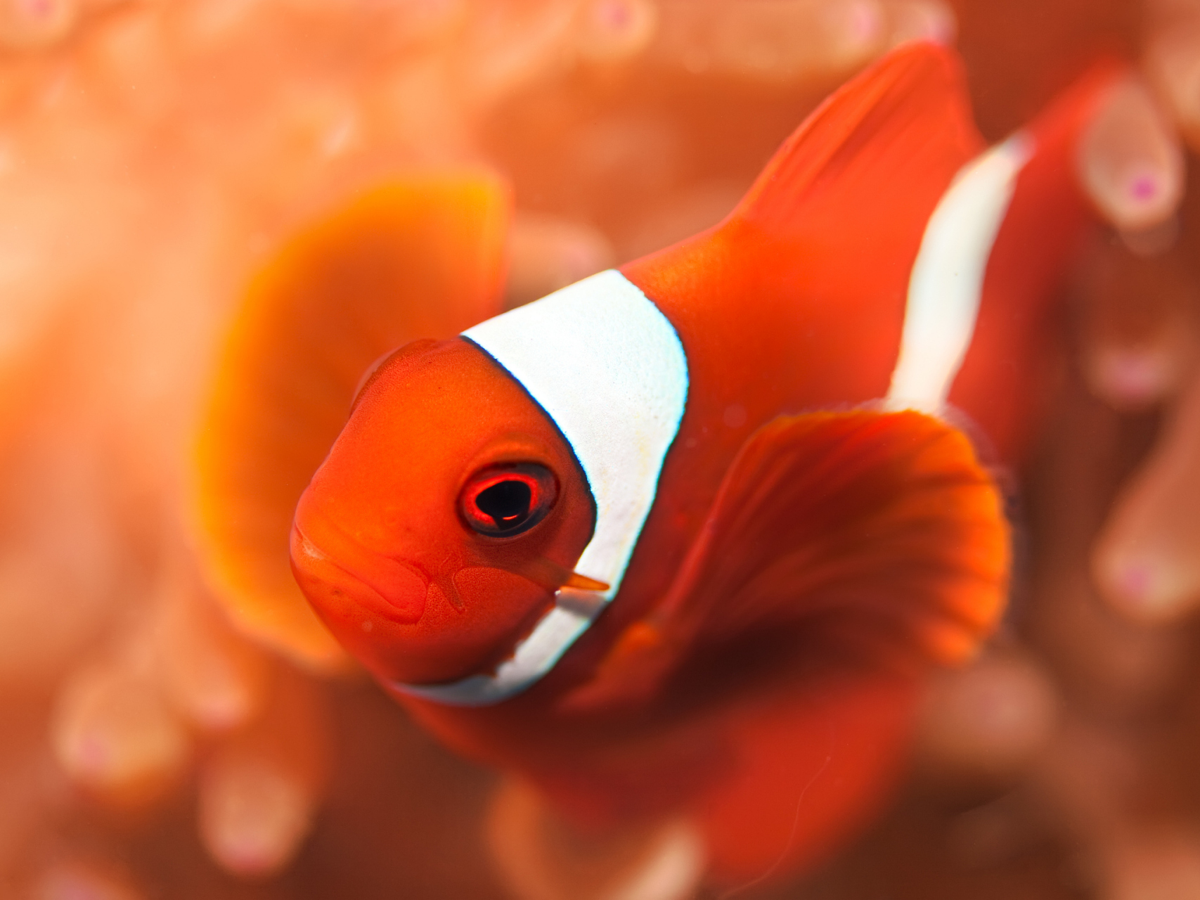 小丑鱼是一种色彩斑斓,形态独特的热带海水鱼类,需要稳定的盐度和酸碱