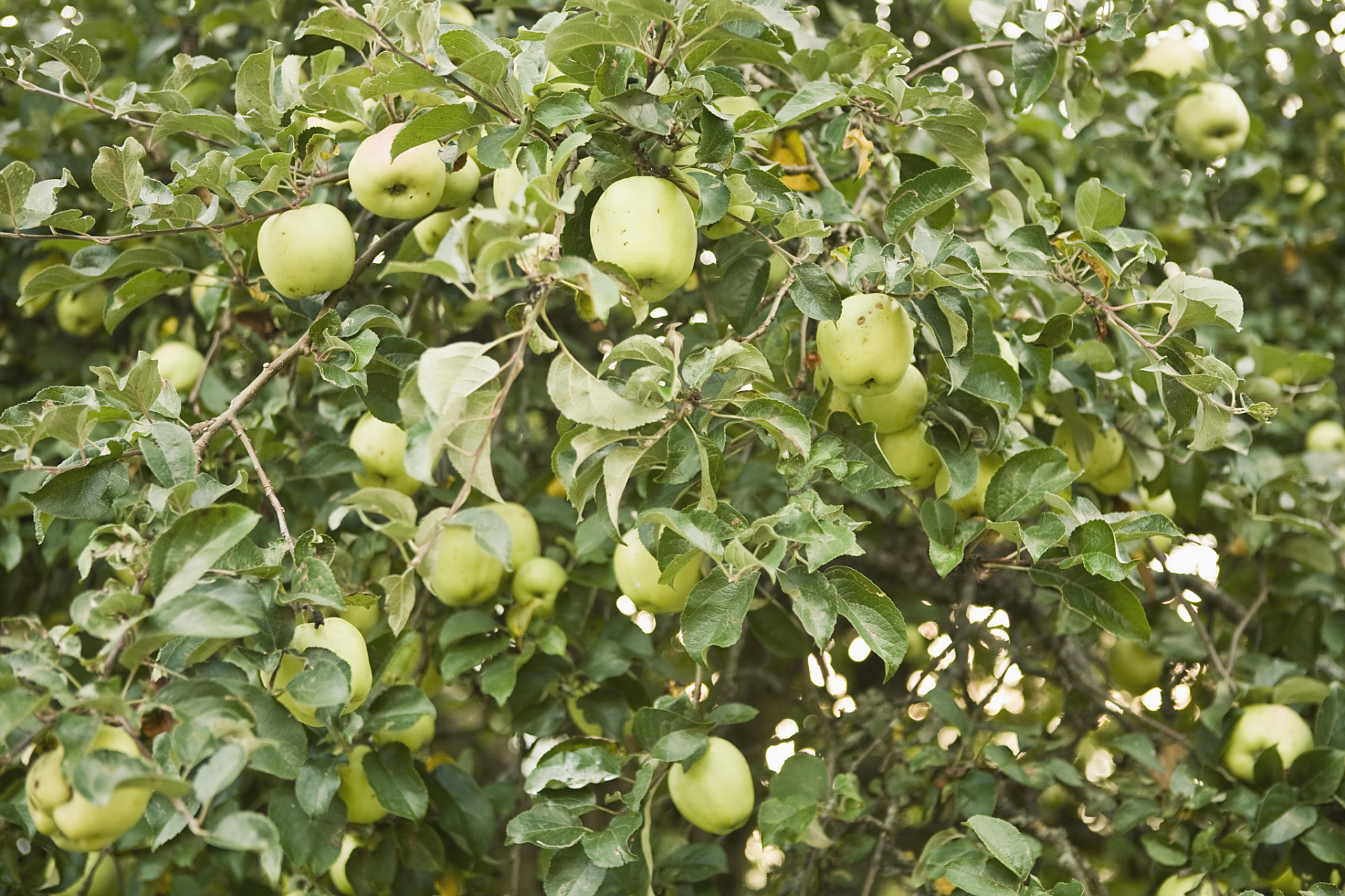 赵州雪花梨作为石家庄的特产,以其独特的品质和口感赢得了广大消费者