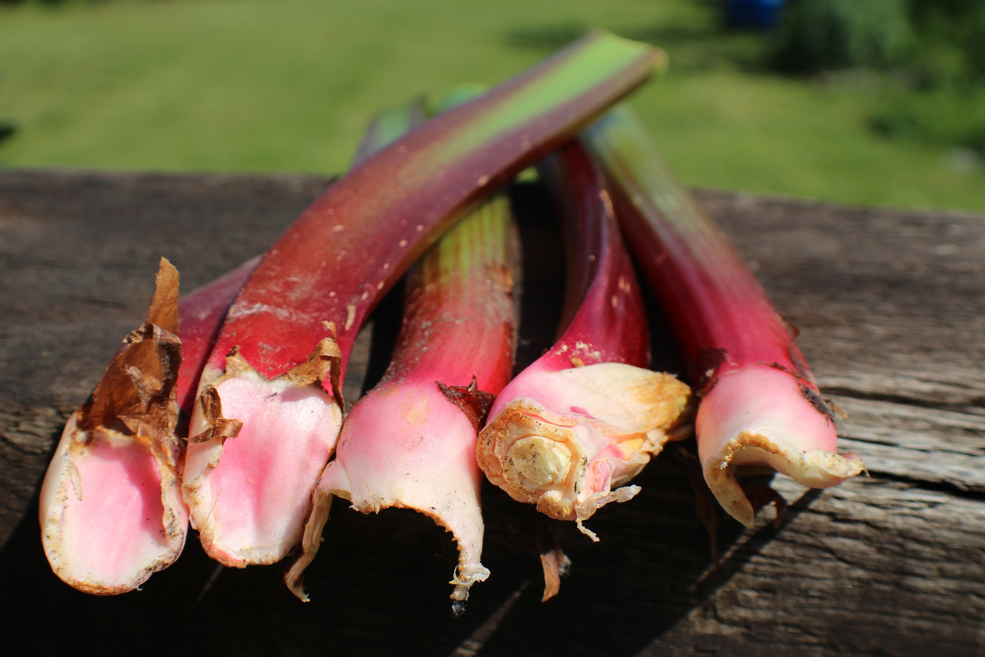 美人蕉根茎,营养丰富口感佳!去皮后可煮,炒或炖汤.