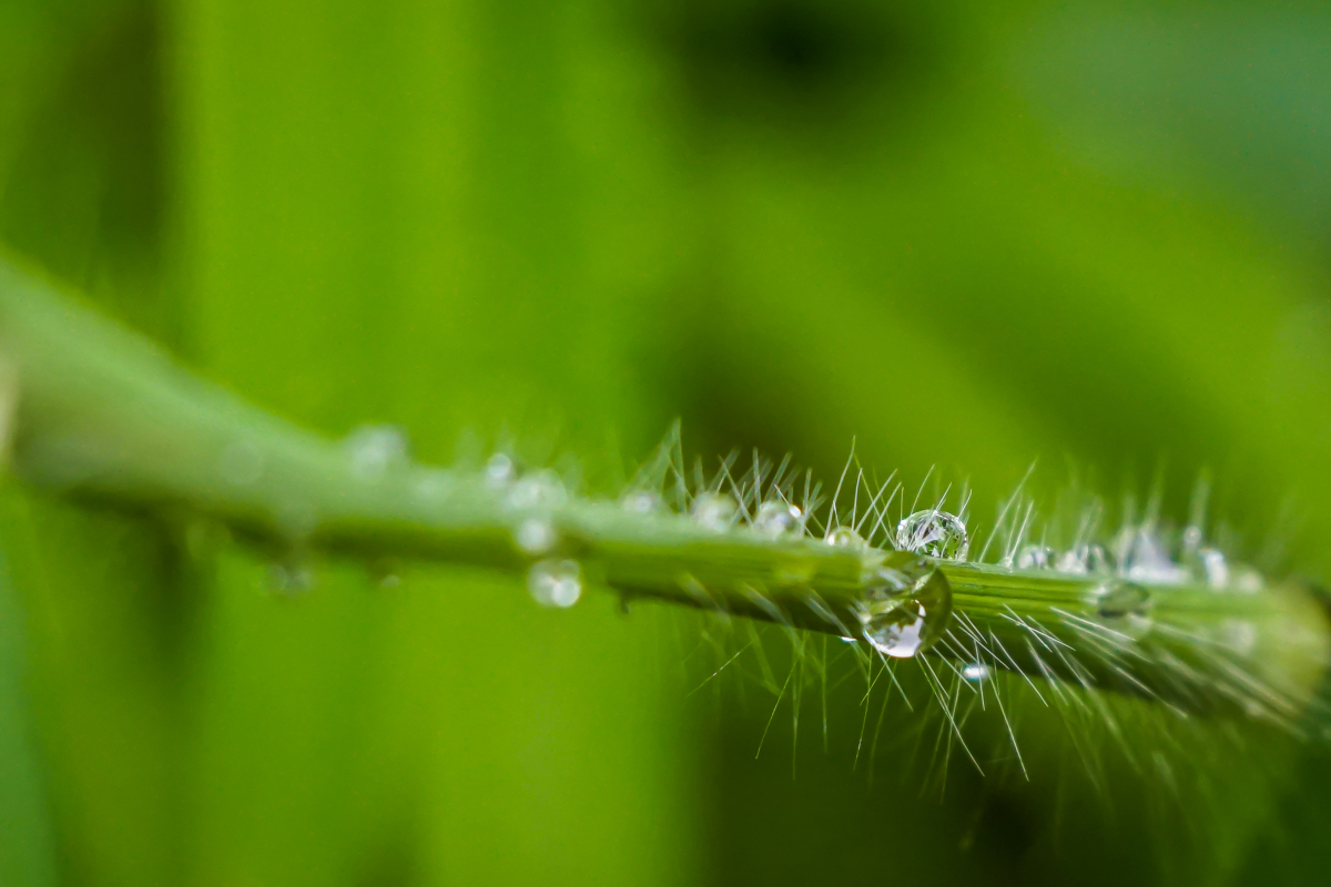 雨露,自然界中最温柔的笔触,轻轻拂过每一寸干渴的土地,万物因之而