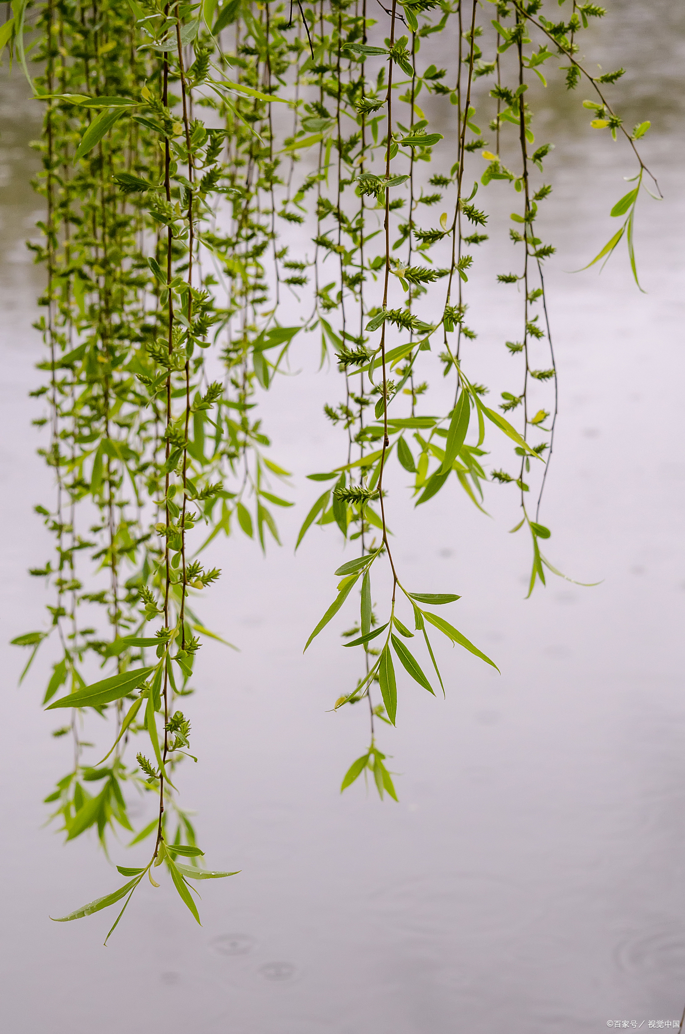 作品赏析:这是一首送别诗,汉唐以来一直都有折柳赠别的风俗,诗人没有