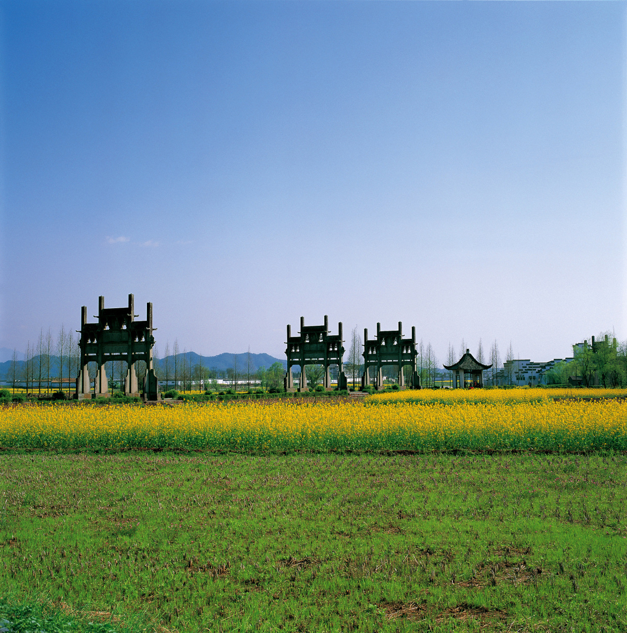 泰州市兴化市缸顾乡东旺村,一处被誉为"天然氧吧"的千垛景区,最近掀起