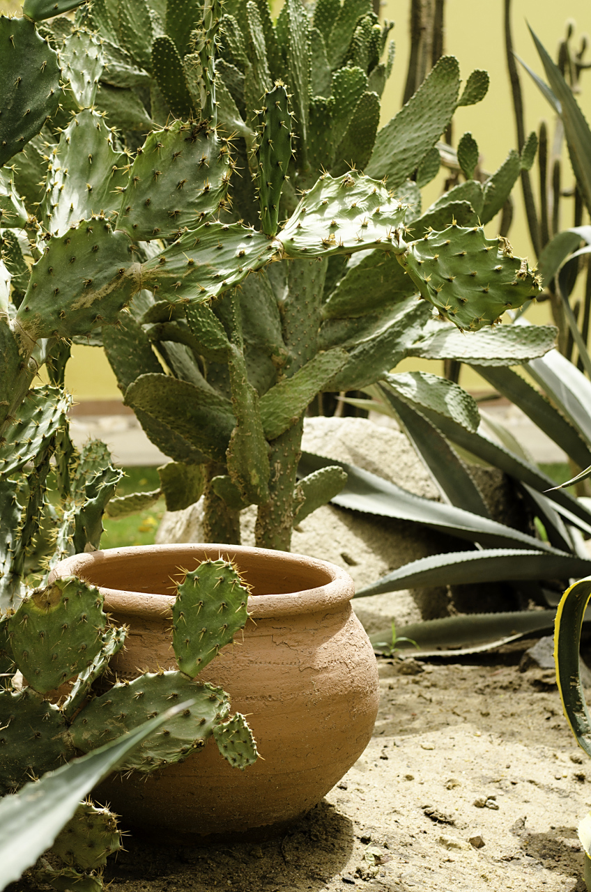 大自然中藏着许多奇特的"伞状"植物,从蘑菇到荷叶再到仙人掌.