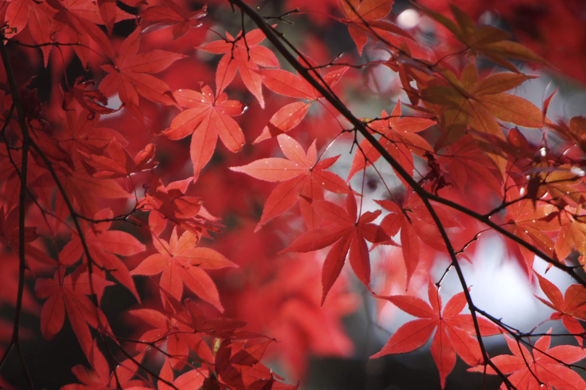 香山红叶 摄影图片