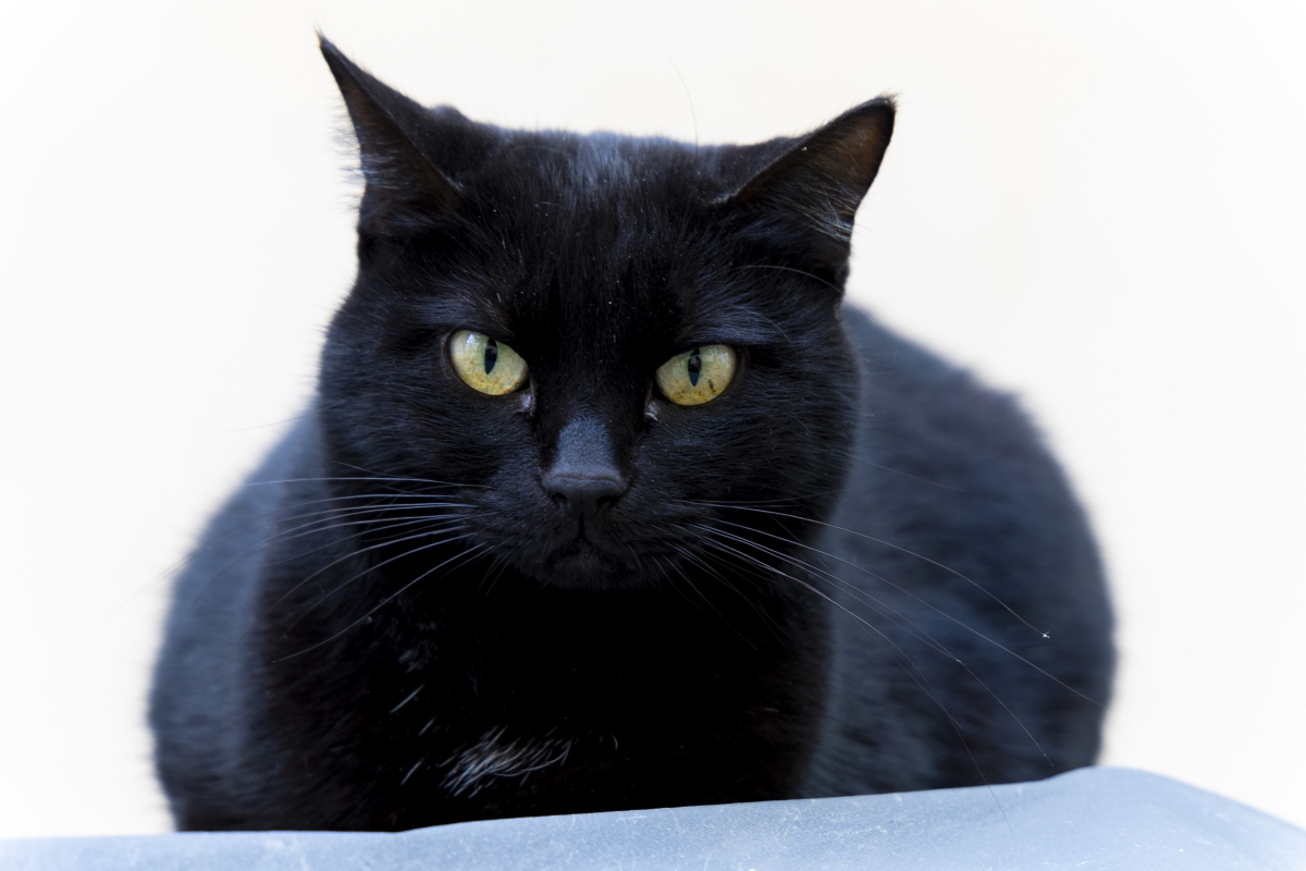 黑猫的品种介绍及图片