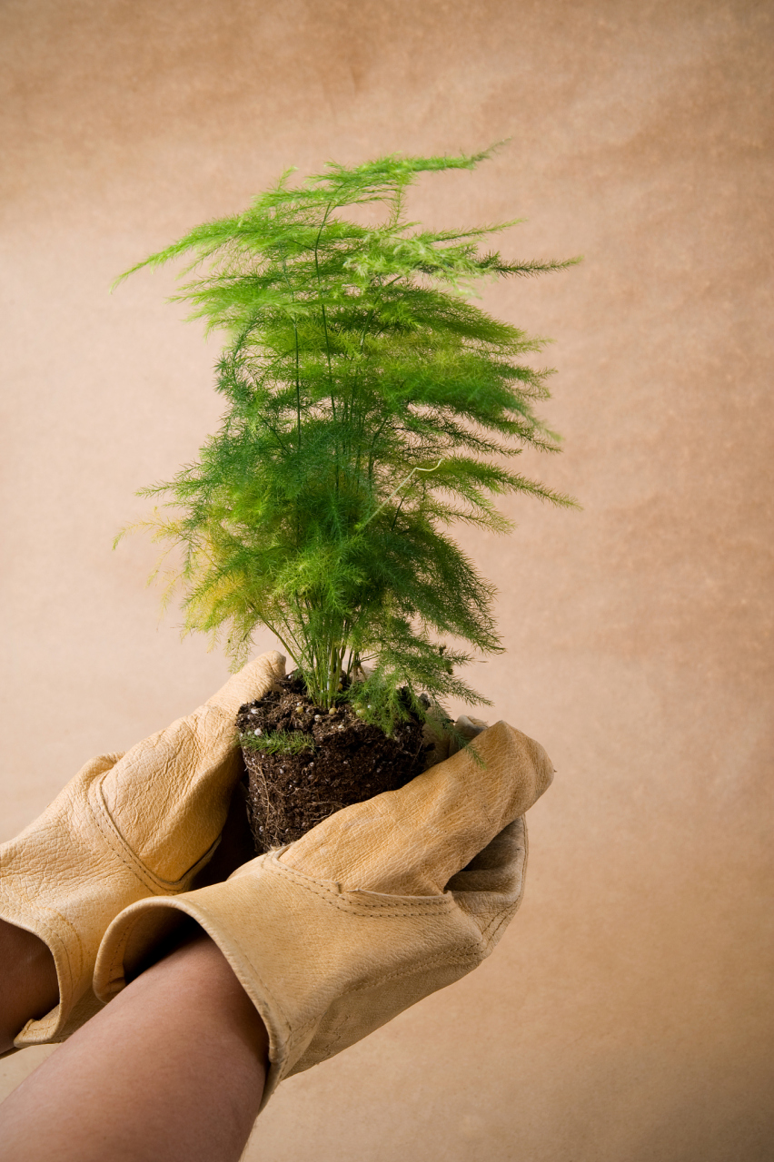 真的是笑不活了,  想要个文竹,怕弄错了  特意说绿植文竹,别名 云片松