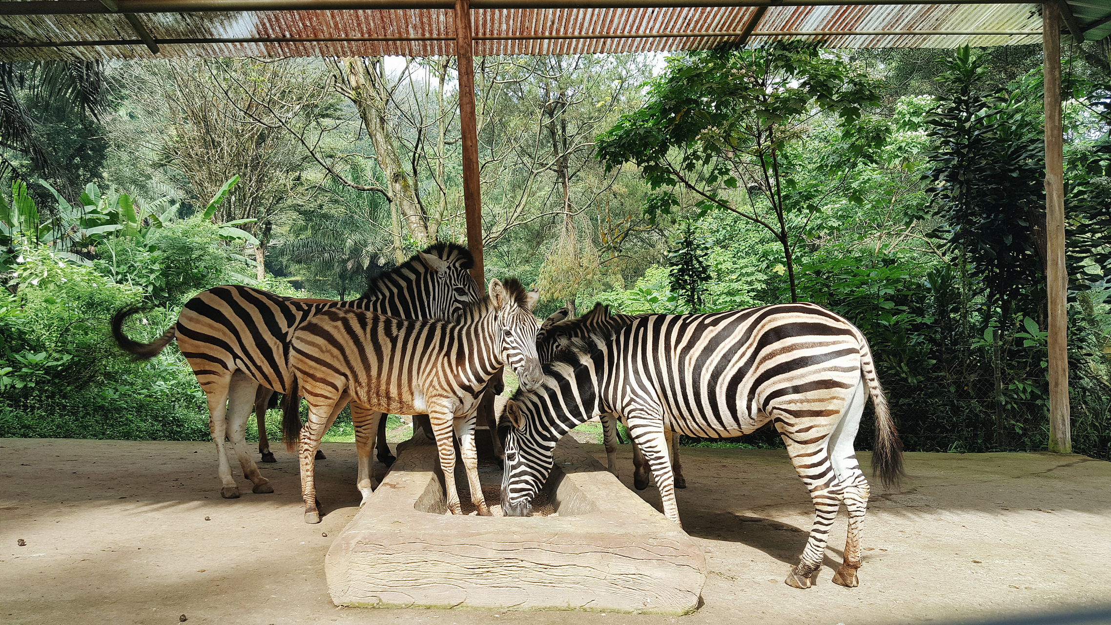 蔡甸野生动物园王国图片