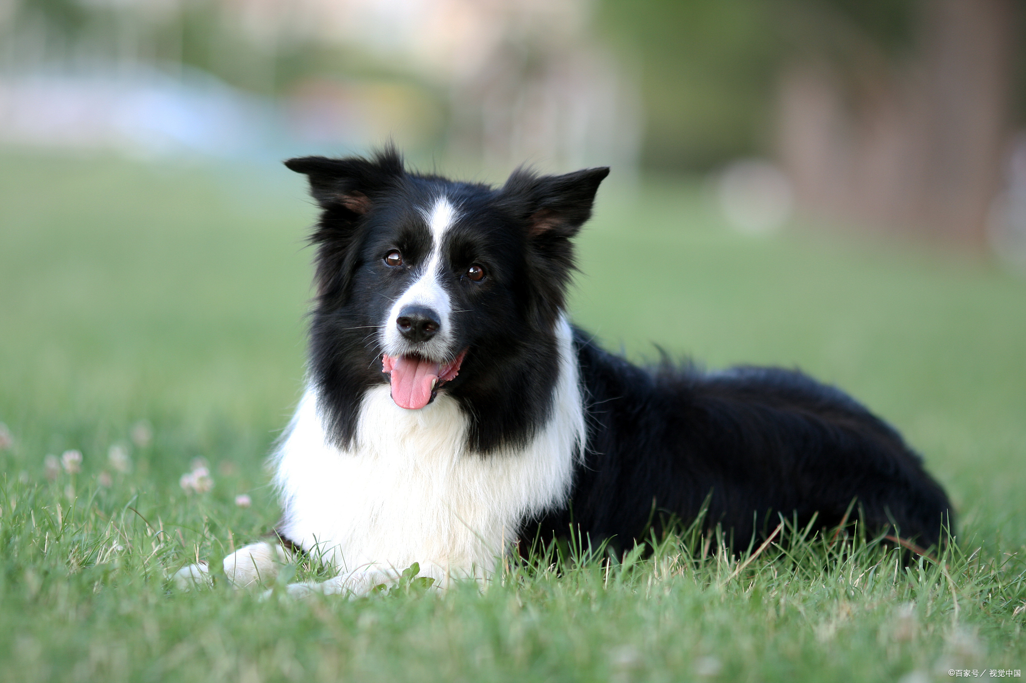 边牧可爱又聪明,为什么当不了警犬