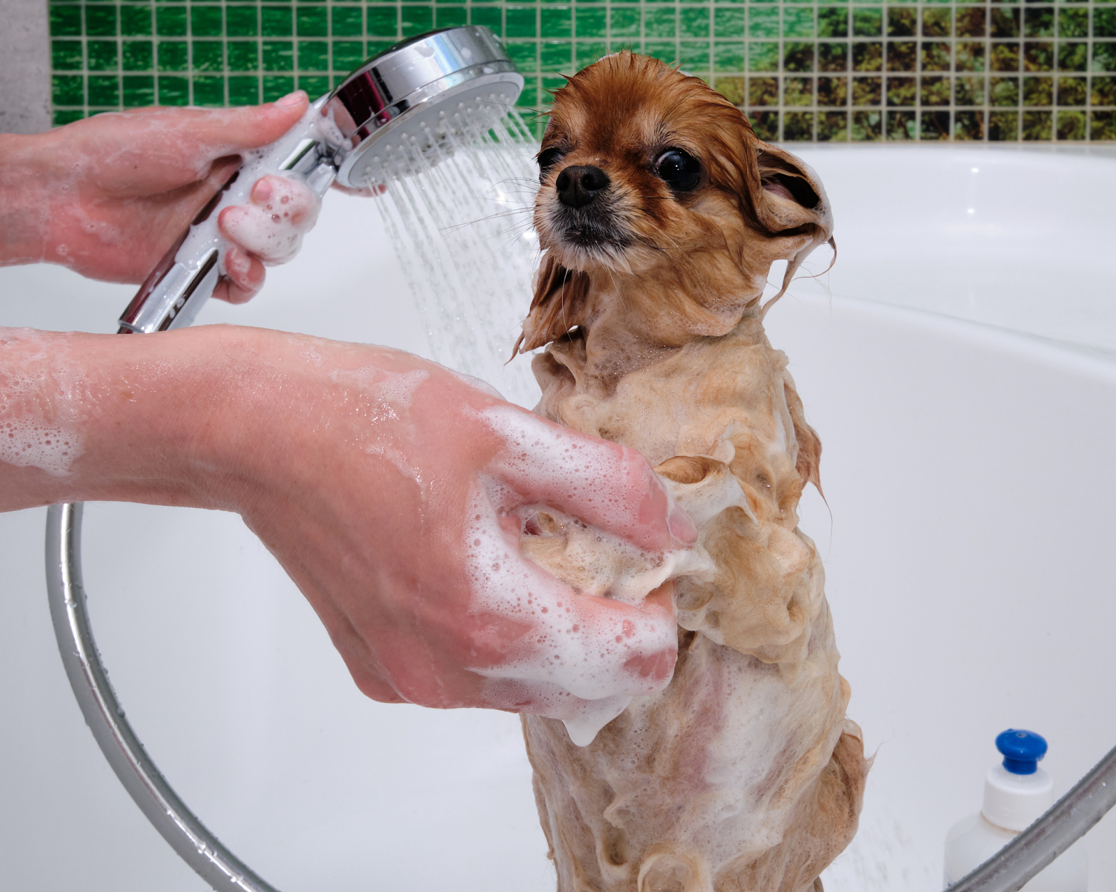 狗狗洗澡照片图片
