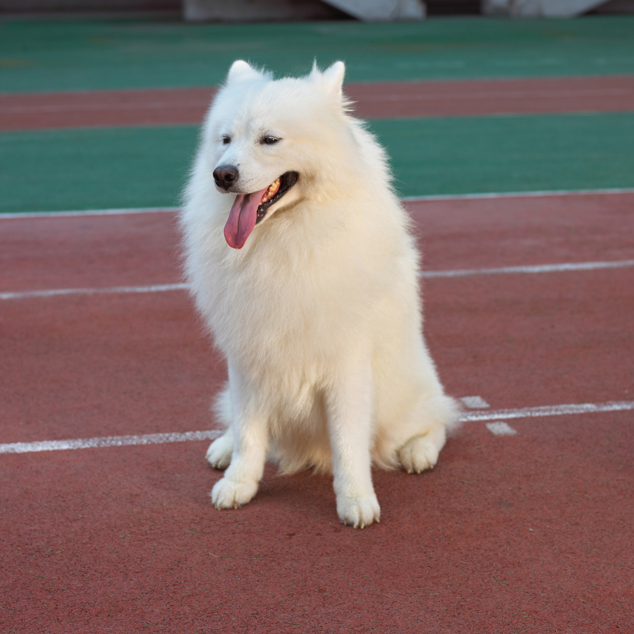 银狐犬和萨摩耶的杂交图片