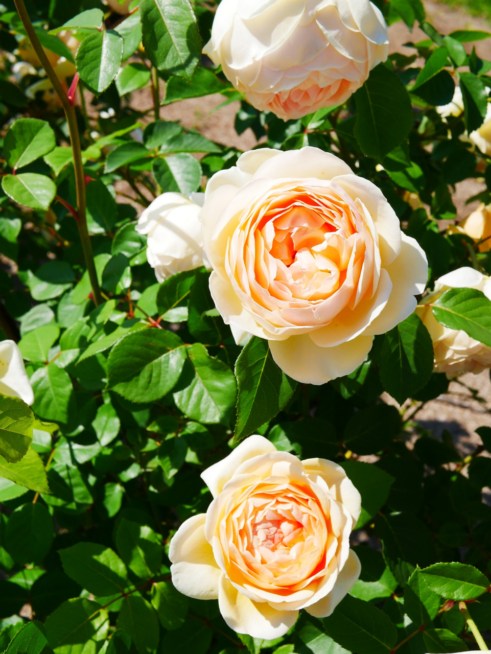 月季"尤金妮"以其独特美感和优雅气质受喜爱,适合庭院或阳台种植.