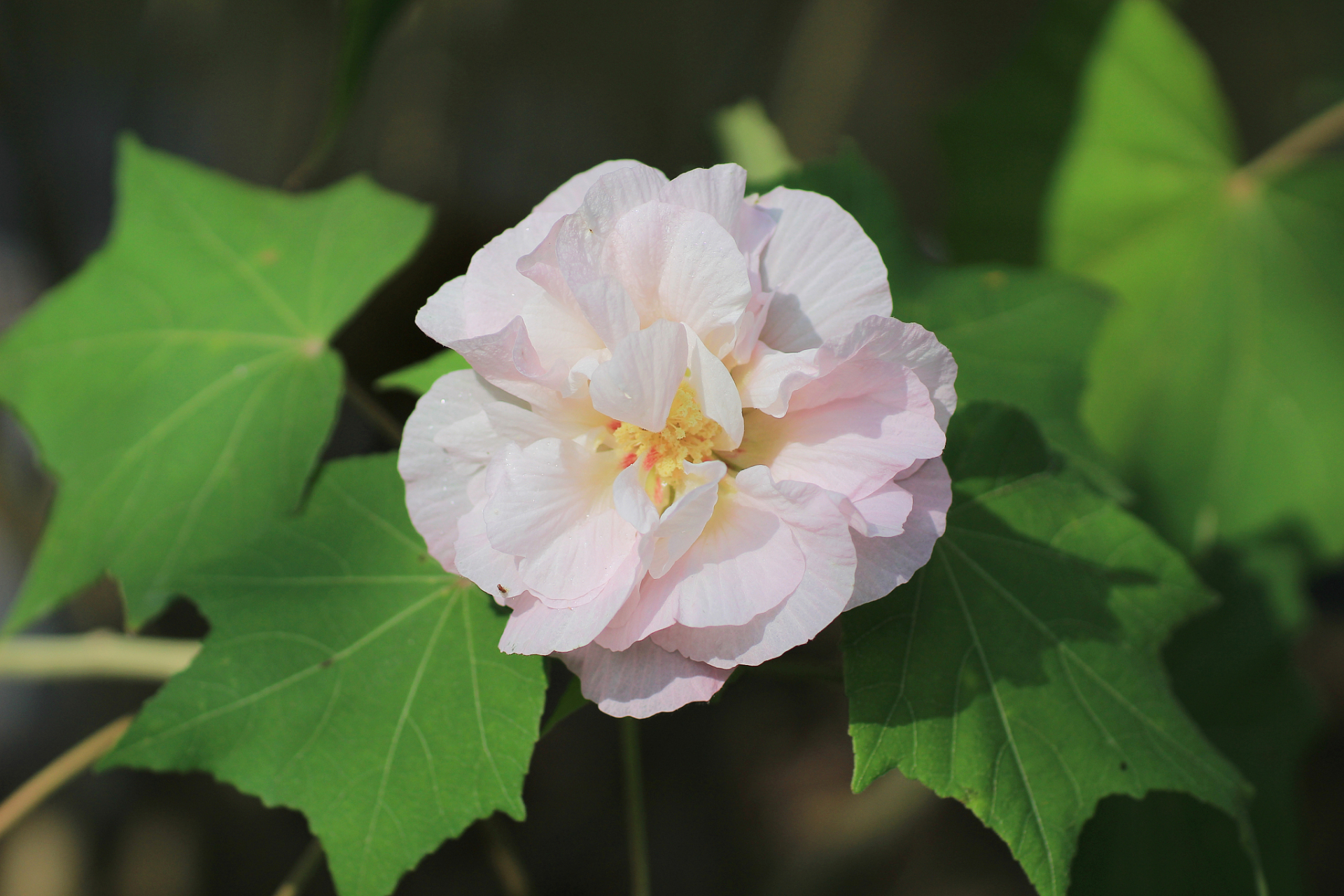 拒霜花花语图片