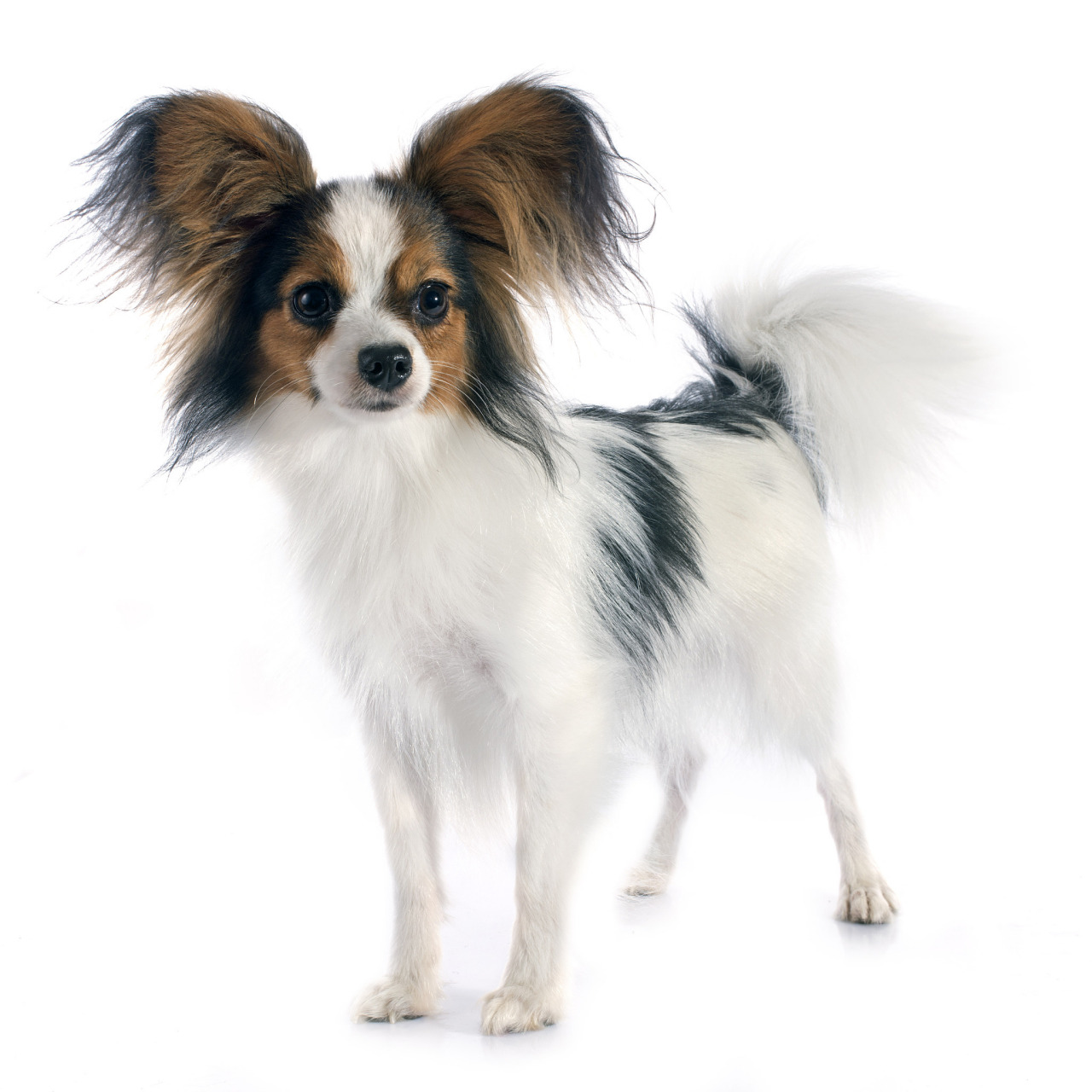 蝴蝶犬,又称日本蝴蝶犬或蝶耳犬,是一种迷你型玩具犬,其优美的外购屯