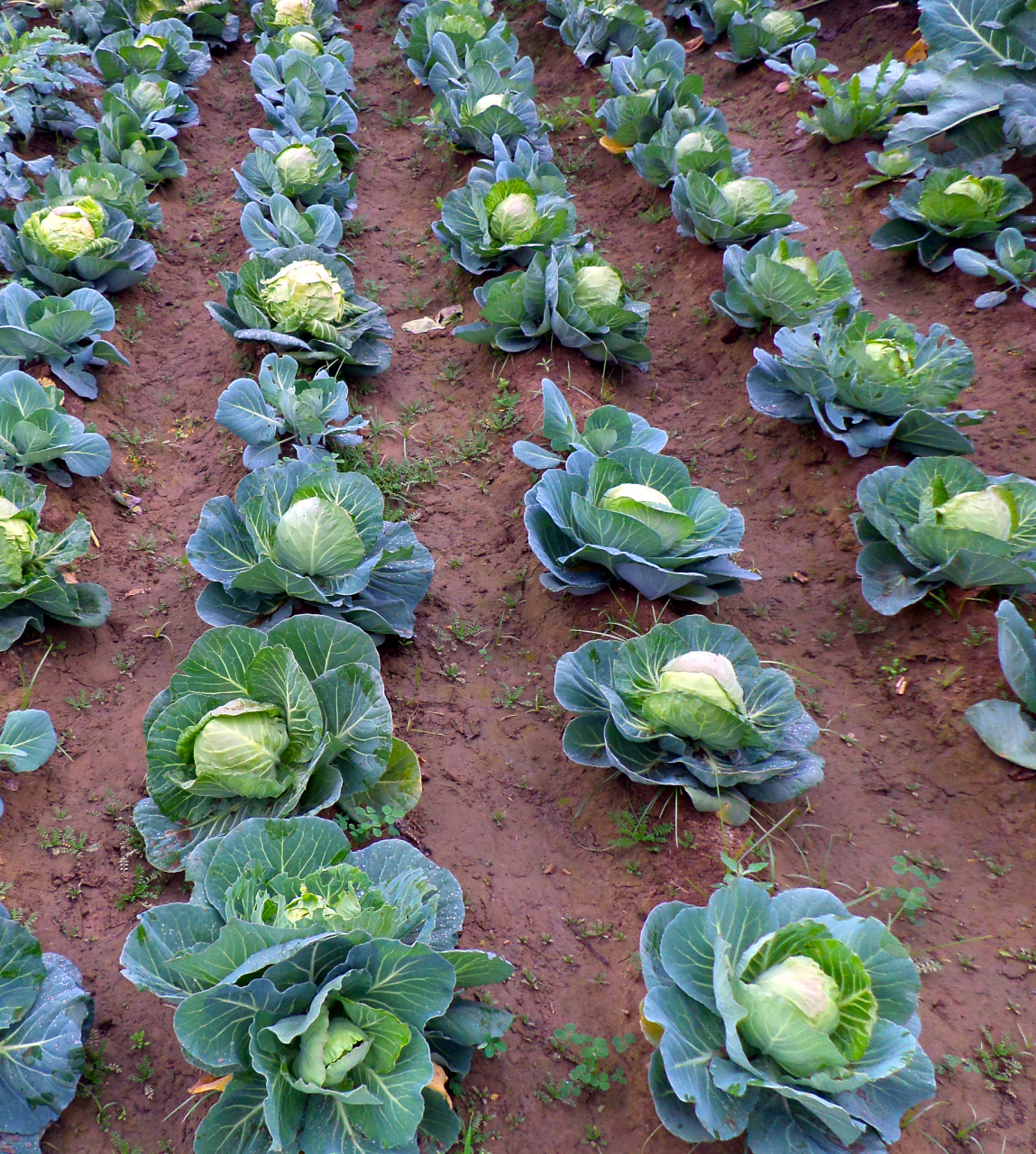 生态种植包菜技术全过程如下:  选择土地.