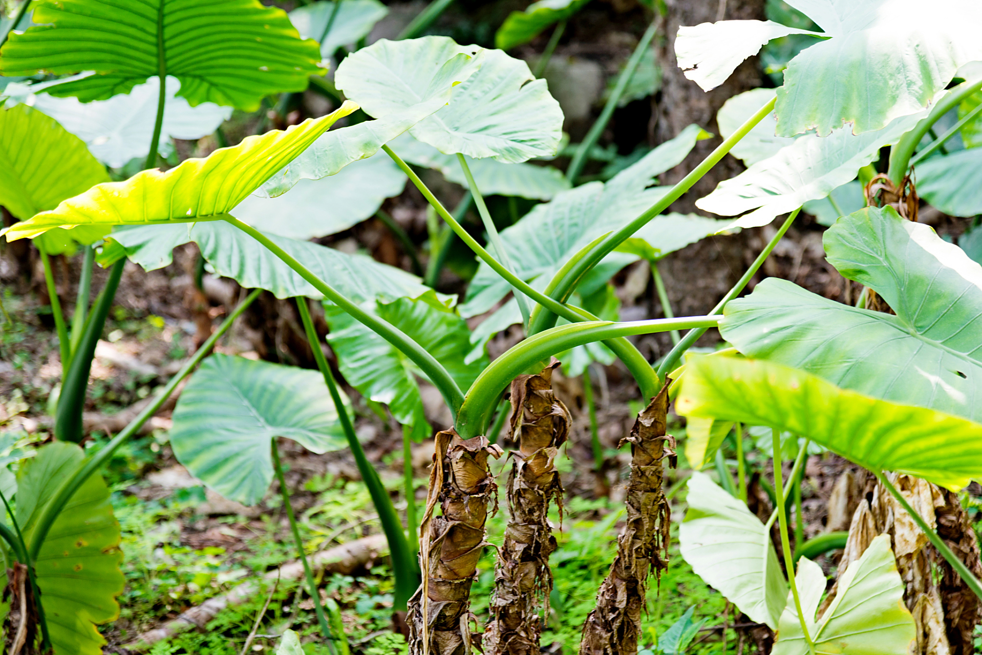 秋日生活创作季# 霸王芋的养殖方法和注意事项  一,土壤  霸王芋匣抖