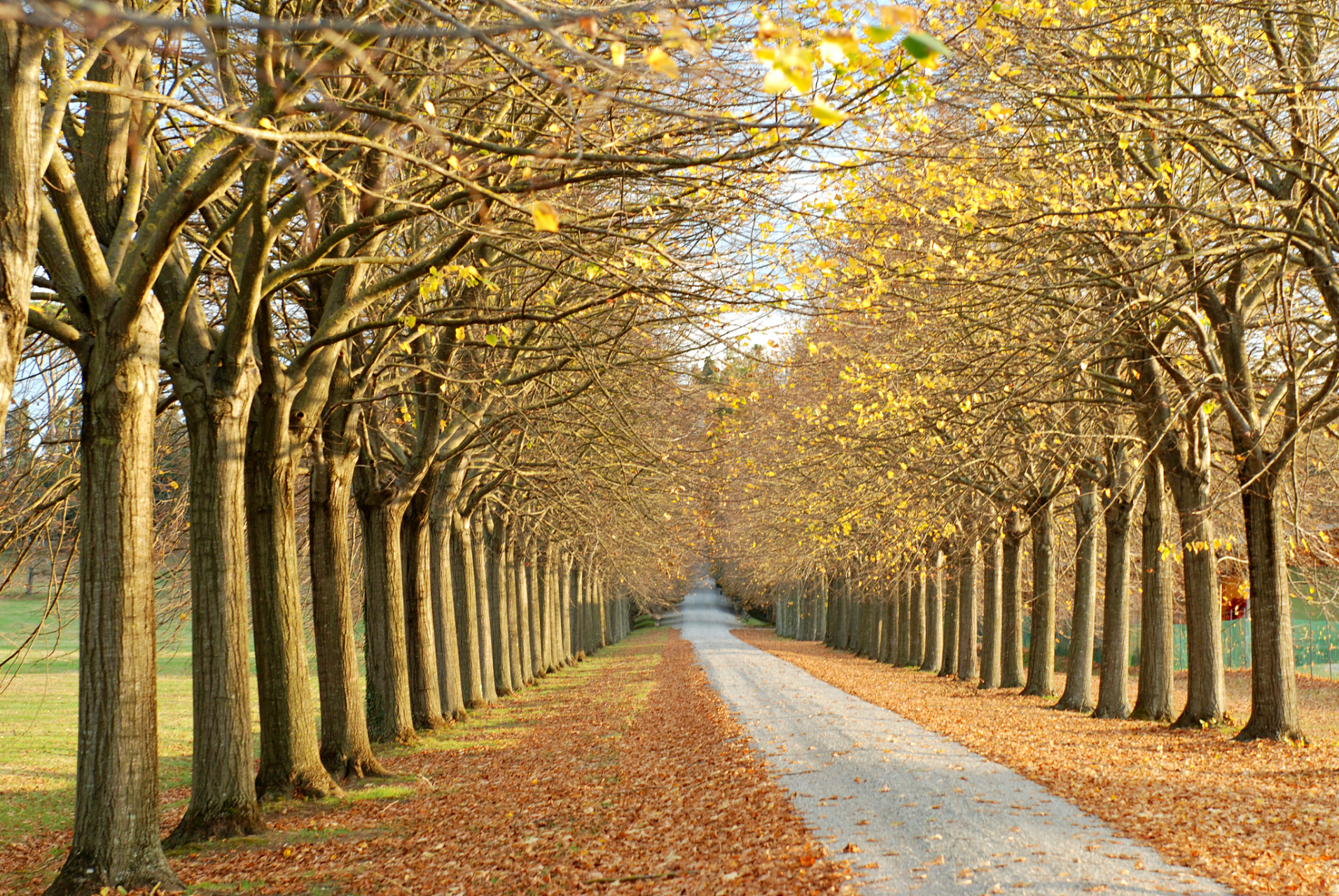 南京梧桐大道:秋天的童话,美到令人窒息!  嘿,亲爱的朋友们!