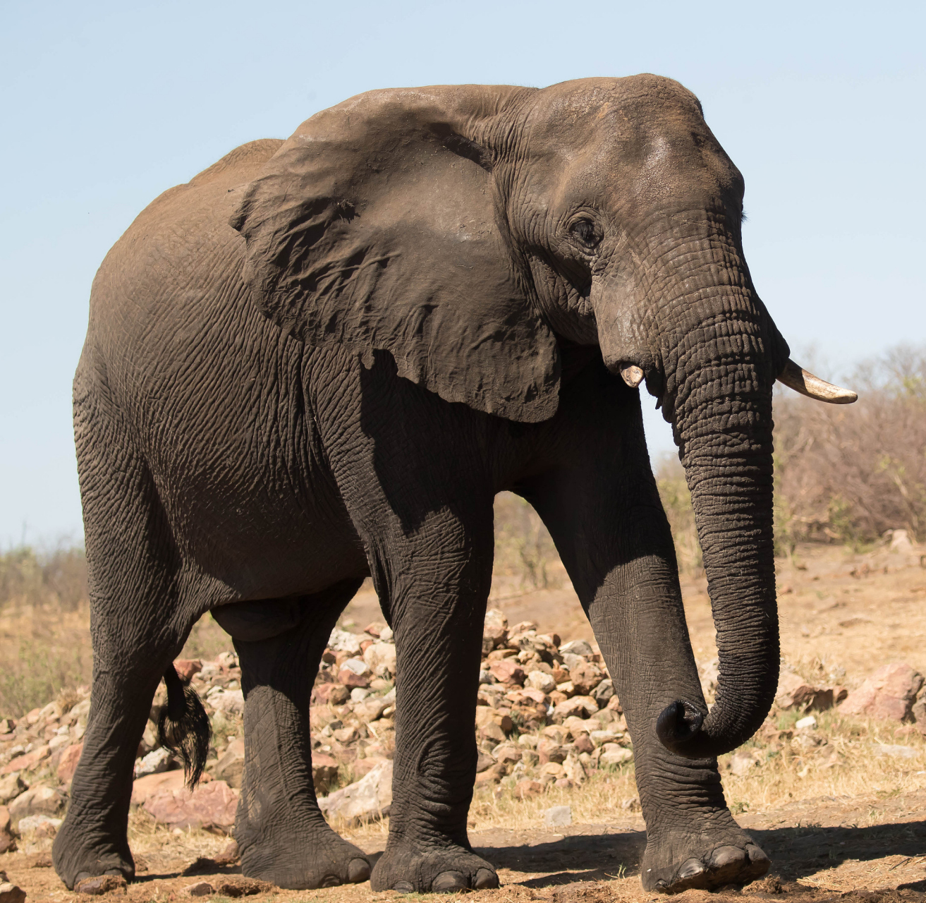 大象鼻子的神奇四用:喝水,呼吸,吃饭和聊天的神器 09  你知道大象是