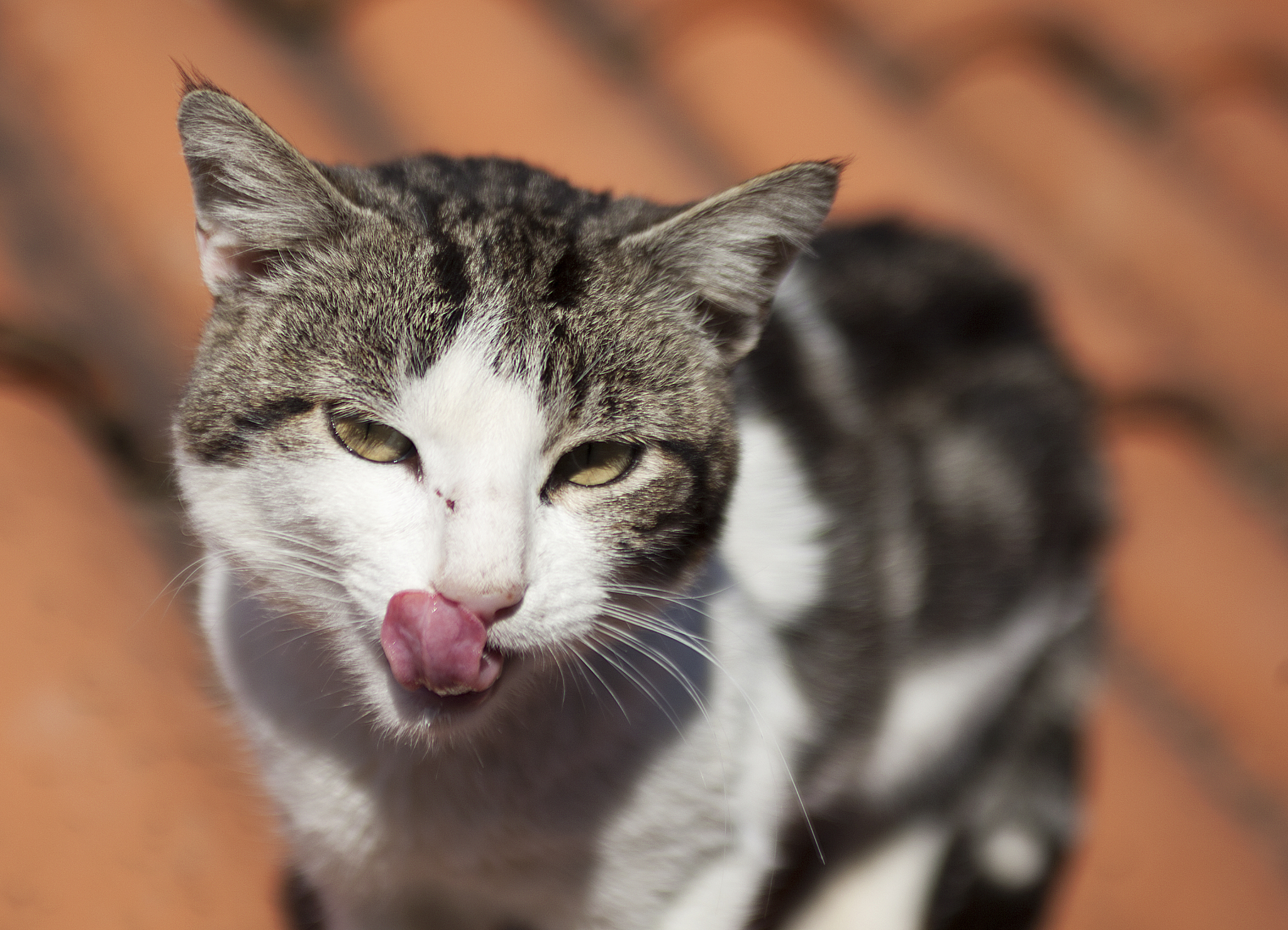 猫吃鱼为什么不怕刺
