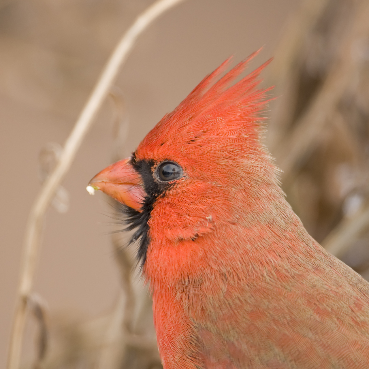 红腹锦鸡是一种具有观赏价值的鸟类,适合人工养殖. 2.