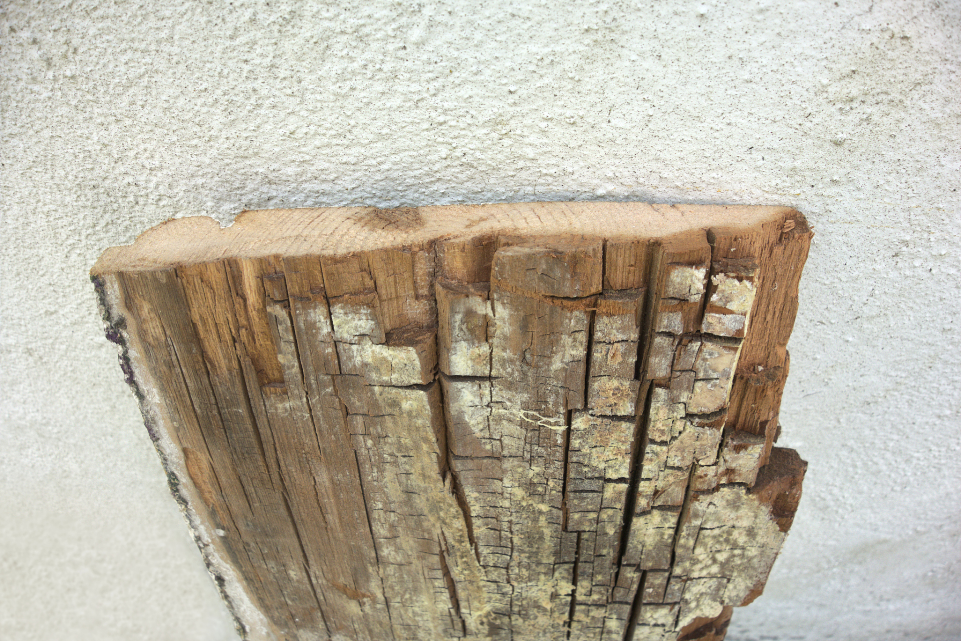 巴西木底部发霉怎么办  如果你发现你的巴西木底部已经发霉了,这可能