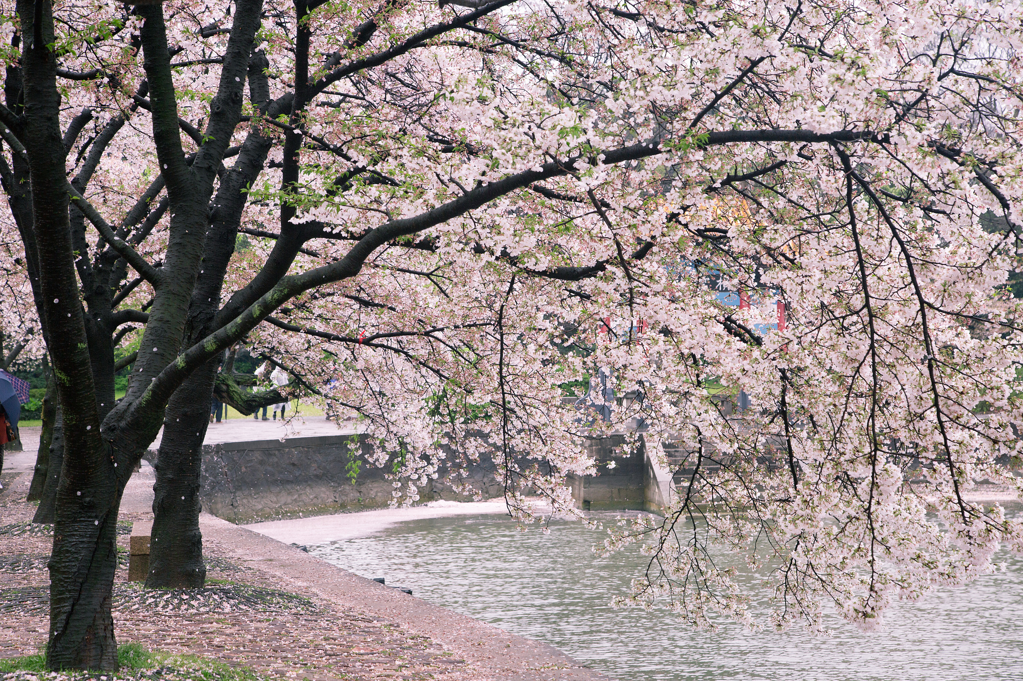 樱花校园壁纸图片