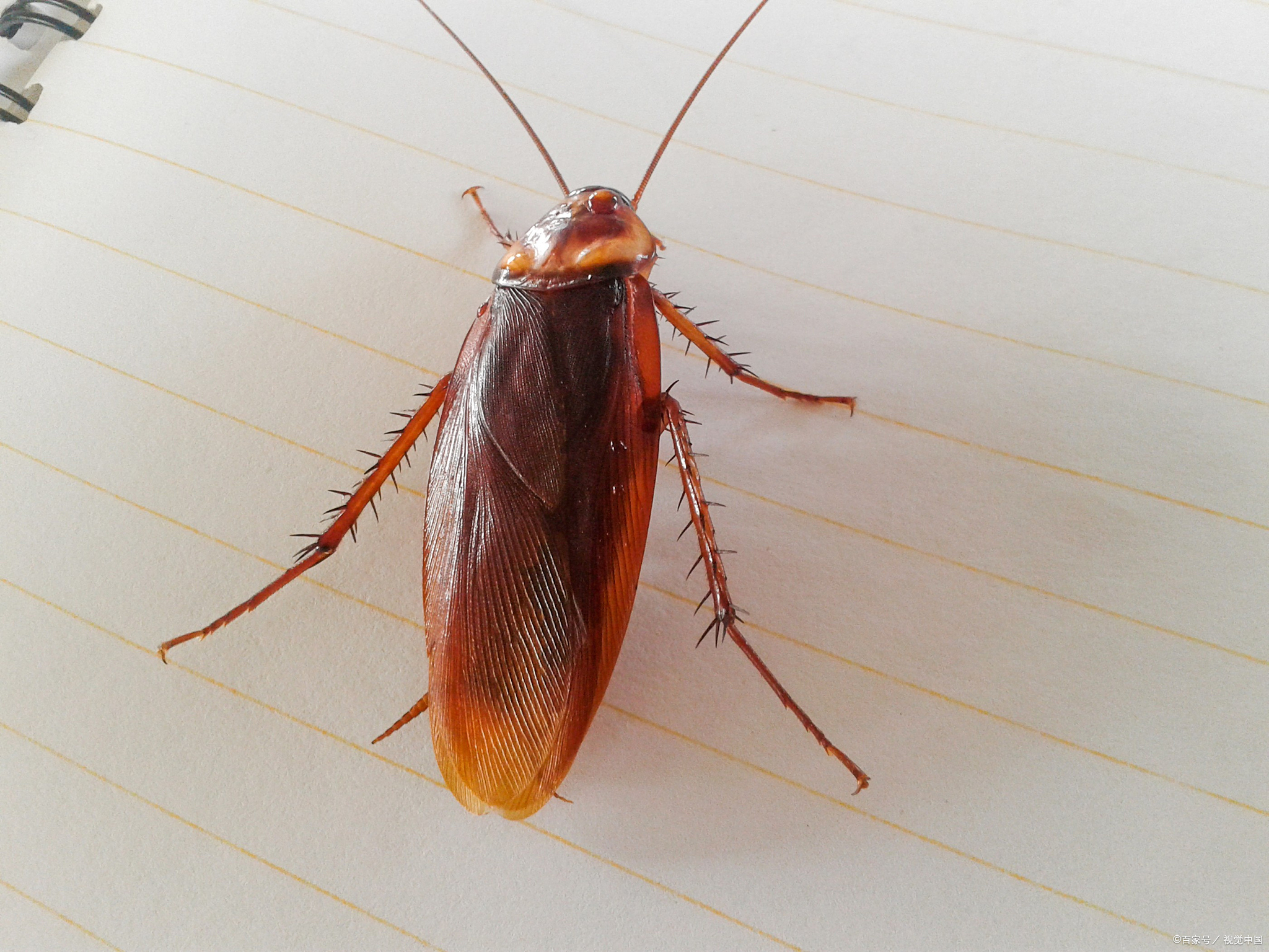 怎么让蟑螂离开家里?教你几个实用妙招赶走它们!