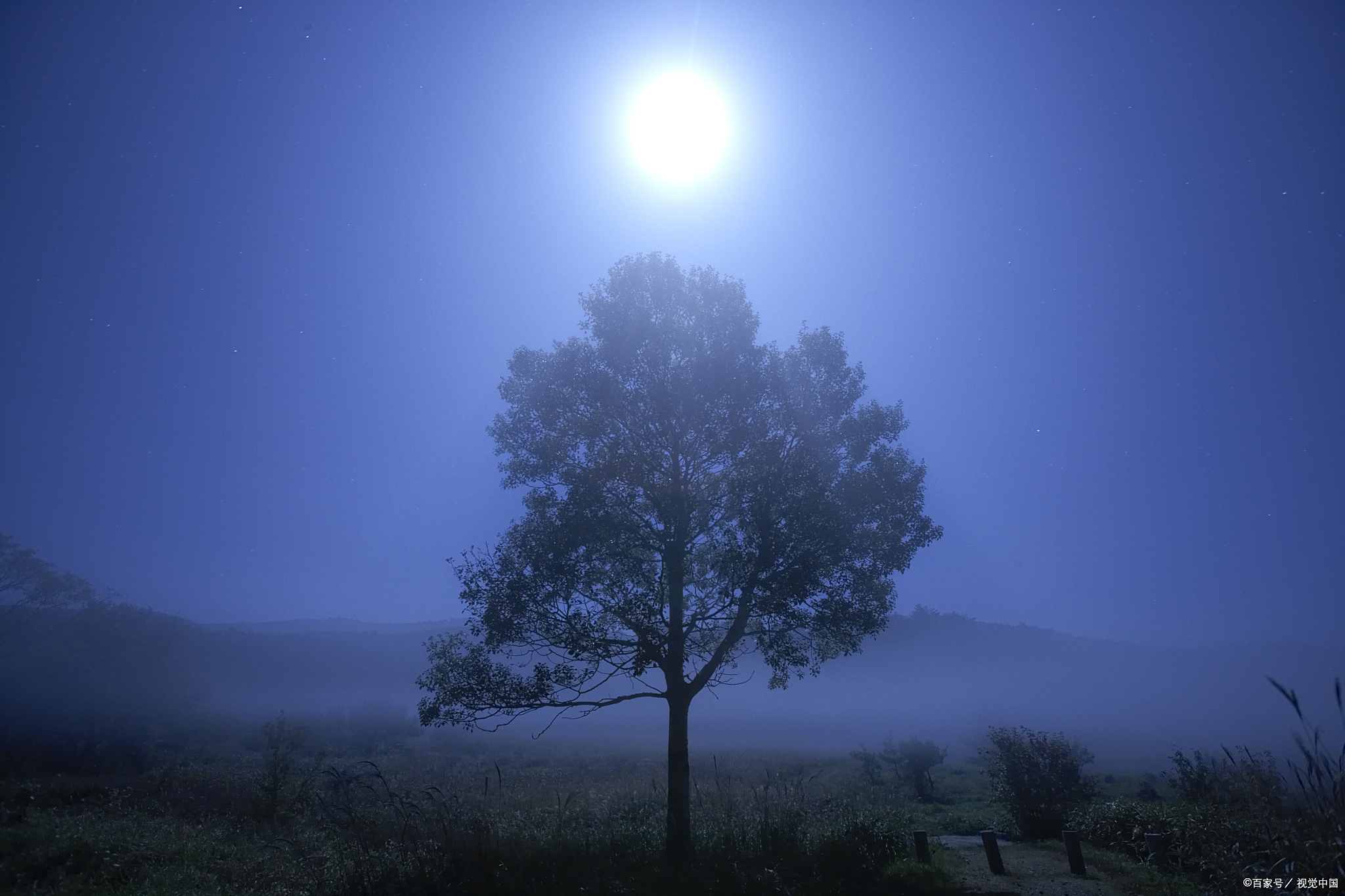 月光下的一棵树(诗歌)