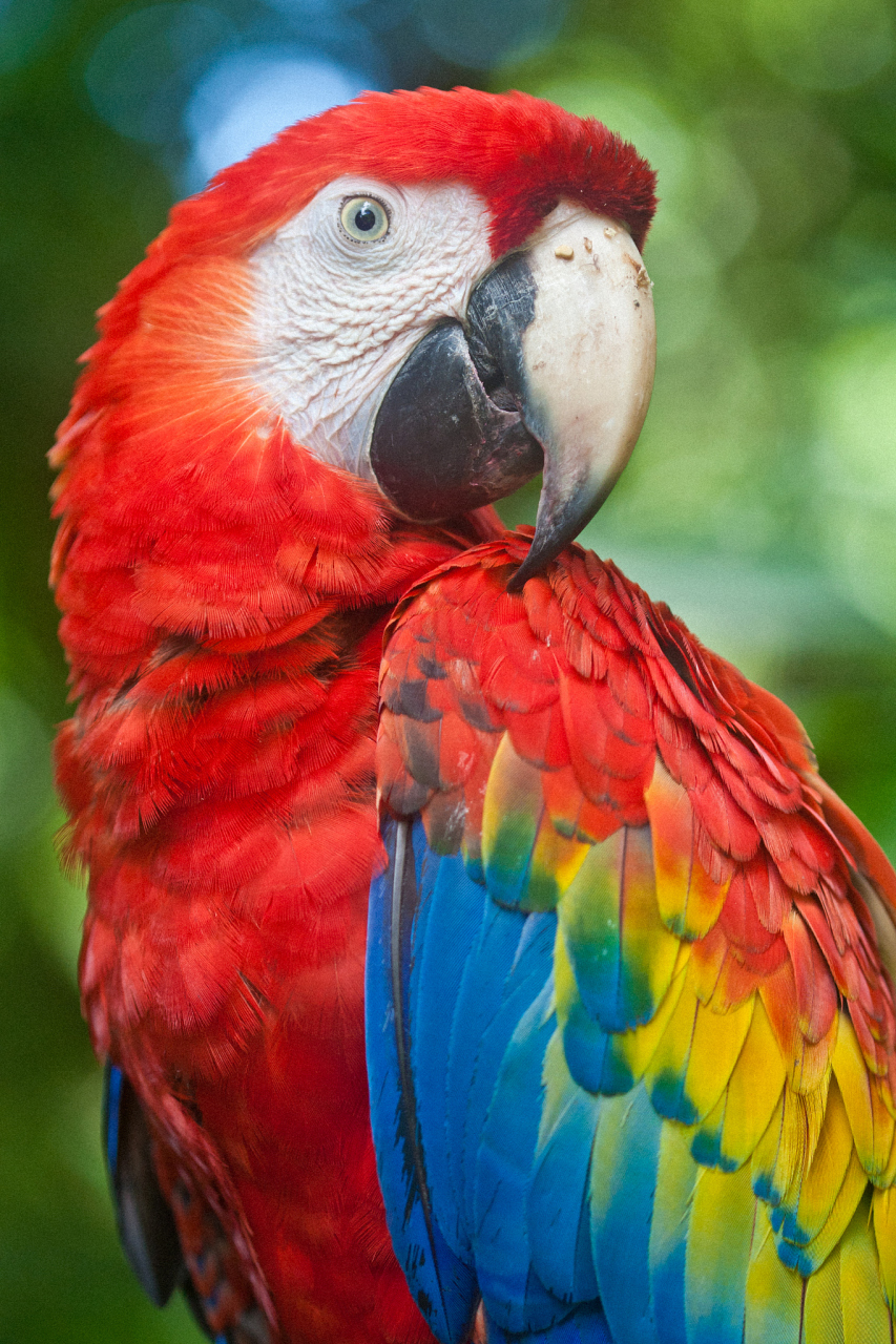 猩红金刚鹦鹉(ara macao)是一种大型黄,红,蓝新热带 鹦鹉,原产于美洲