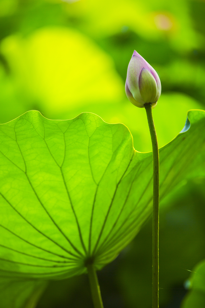 853_1280竖版 竖屏