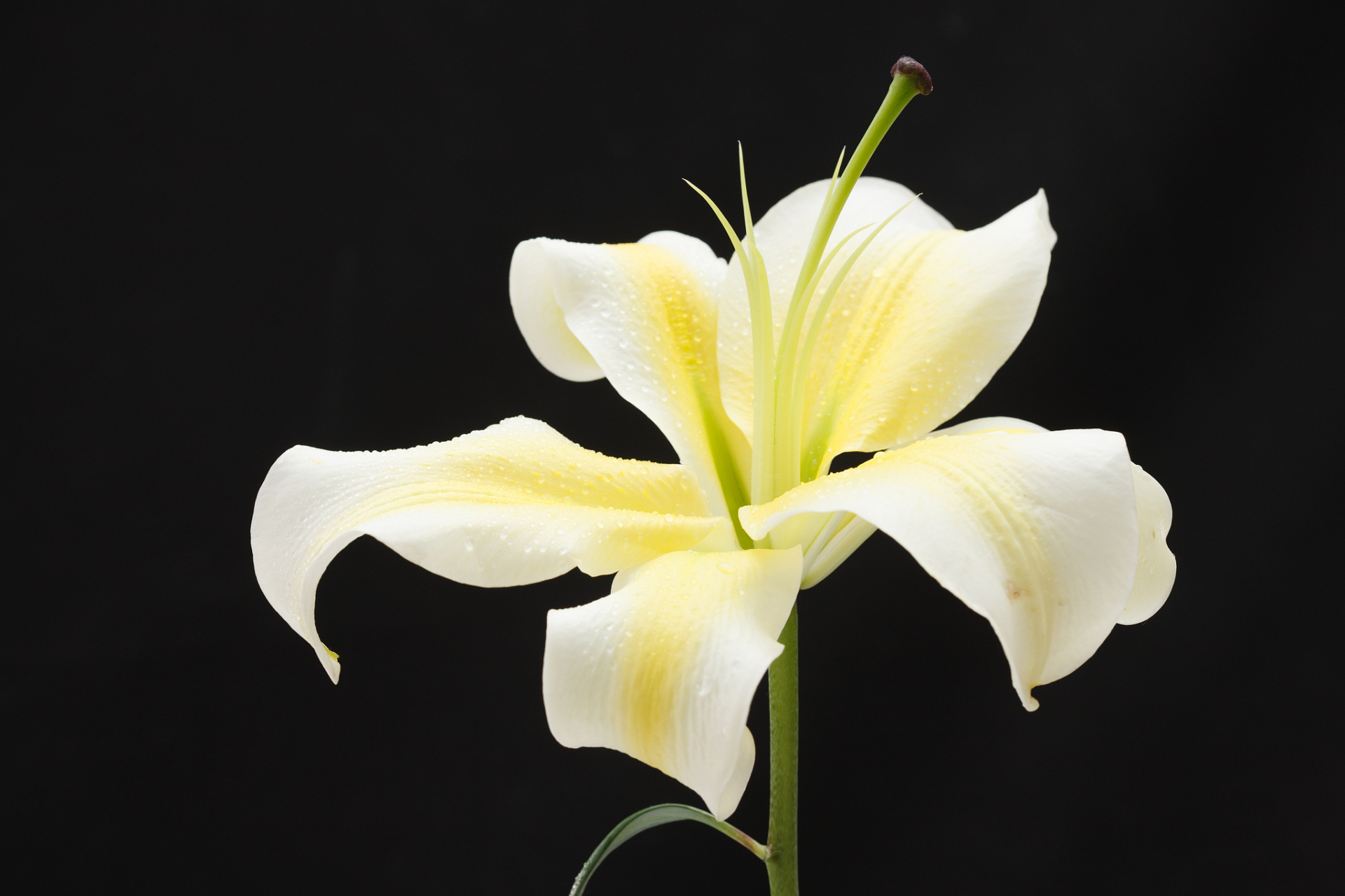 [开心] 百合花叶子发黄可能是由于土壤养分不足,过浇水或缺水,病虫害