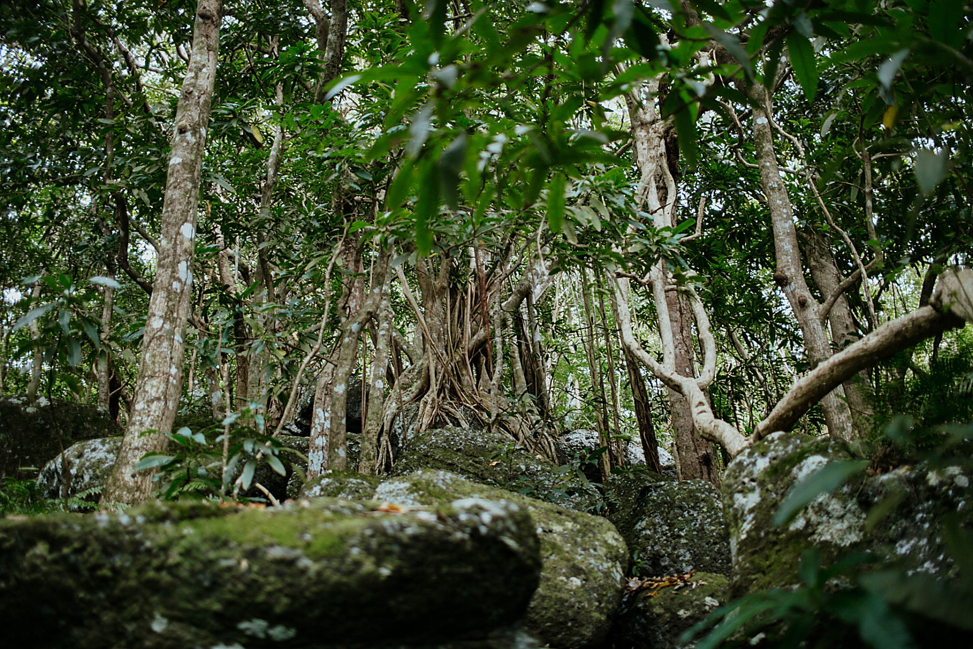 奔赴春天的旅行# 位于芒市的独树成林景区,是一处自然风光旖旎,生态