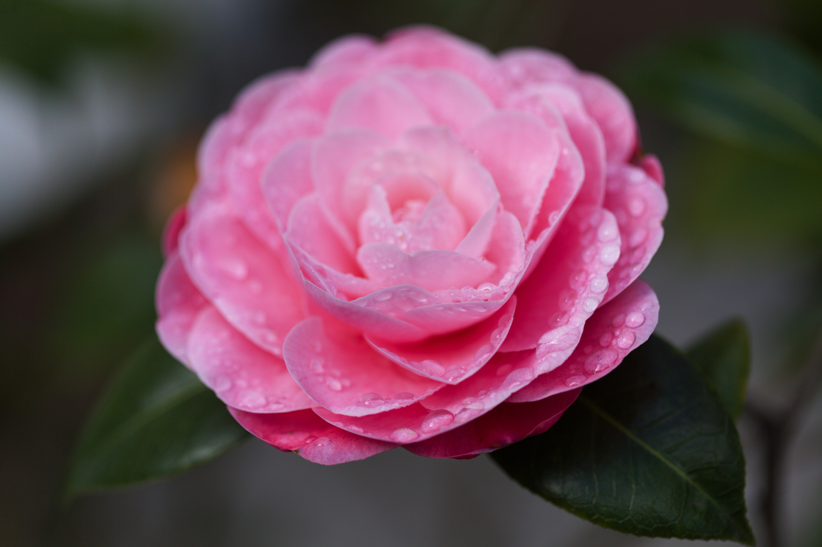 山茶花美极了 花开惊艳