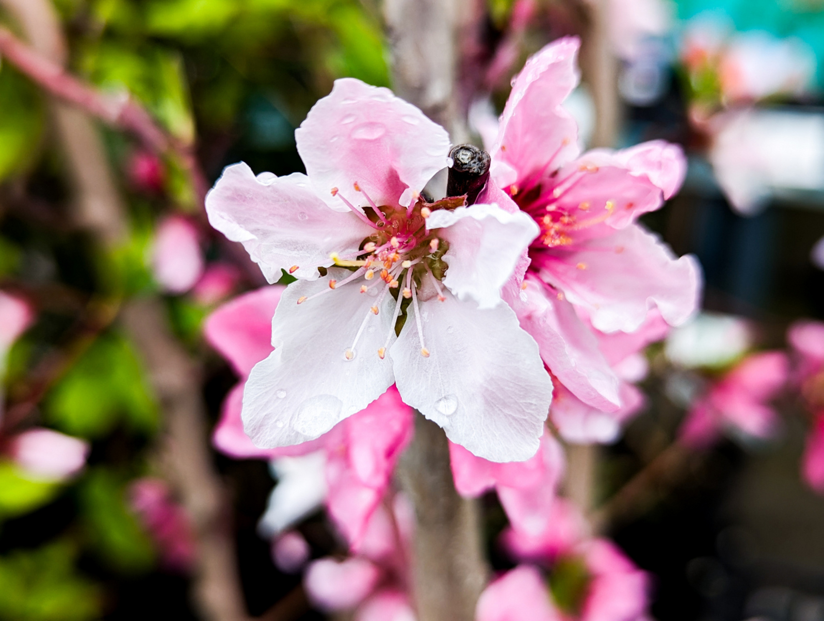花瓣形态变幻莫测——单瓣,梅花型应有尽有.