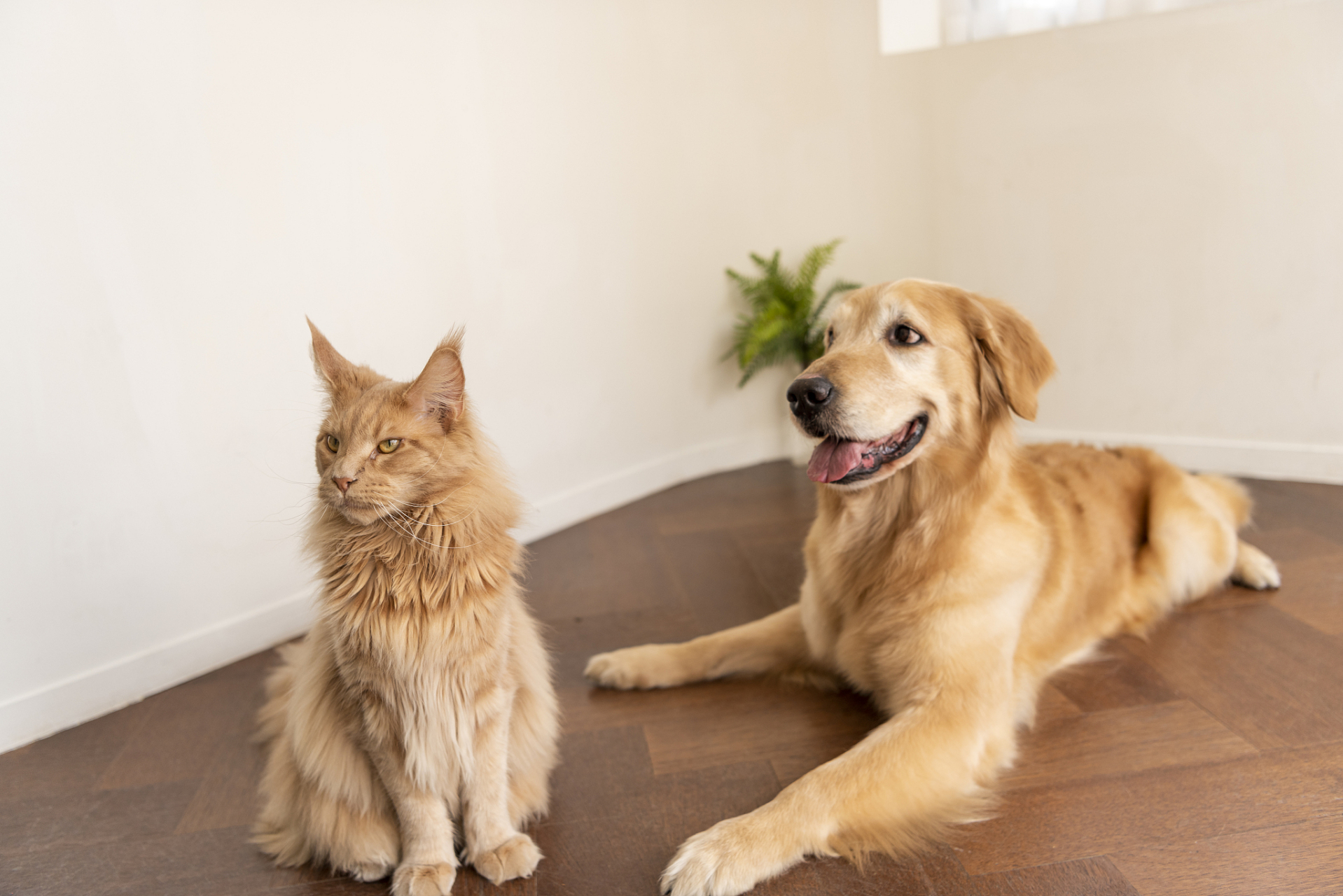 狗与猫的风评差异源于猫狗性格差异,狗的社交压力,养狗成本和宠物福利